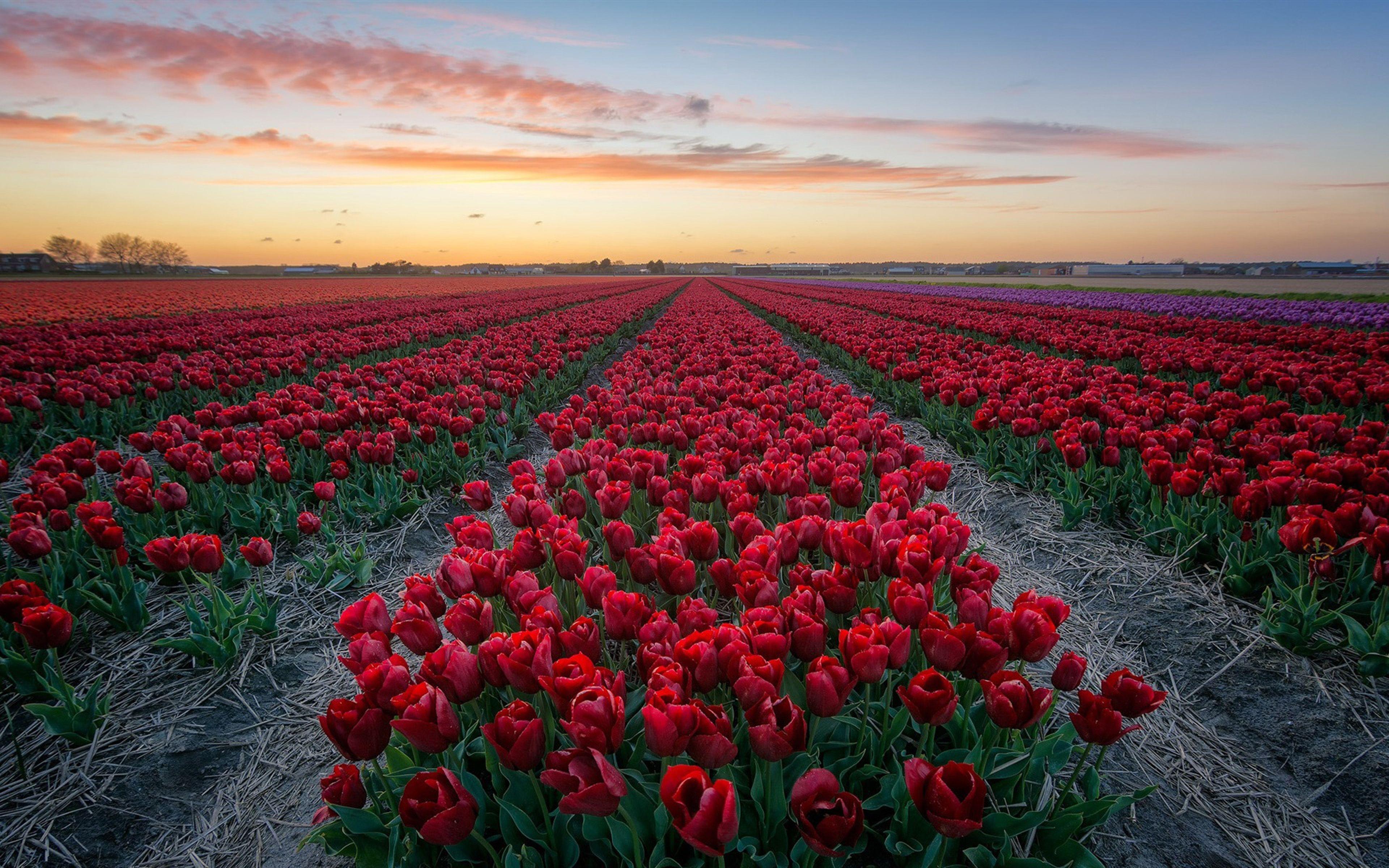 3840x2400 Field With Red Tulips Netherlands 4k HD Desktop Wallpaper And HD Tv Wide And Ultra Wide Screen Display Deskx2400 :