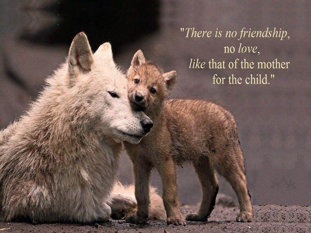 1024x768 Wolf Puppies Wallpaper