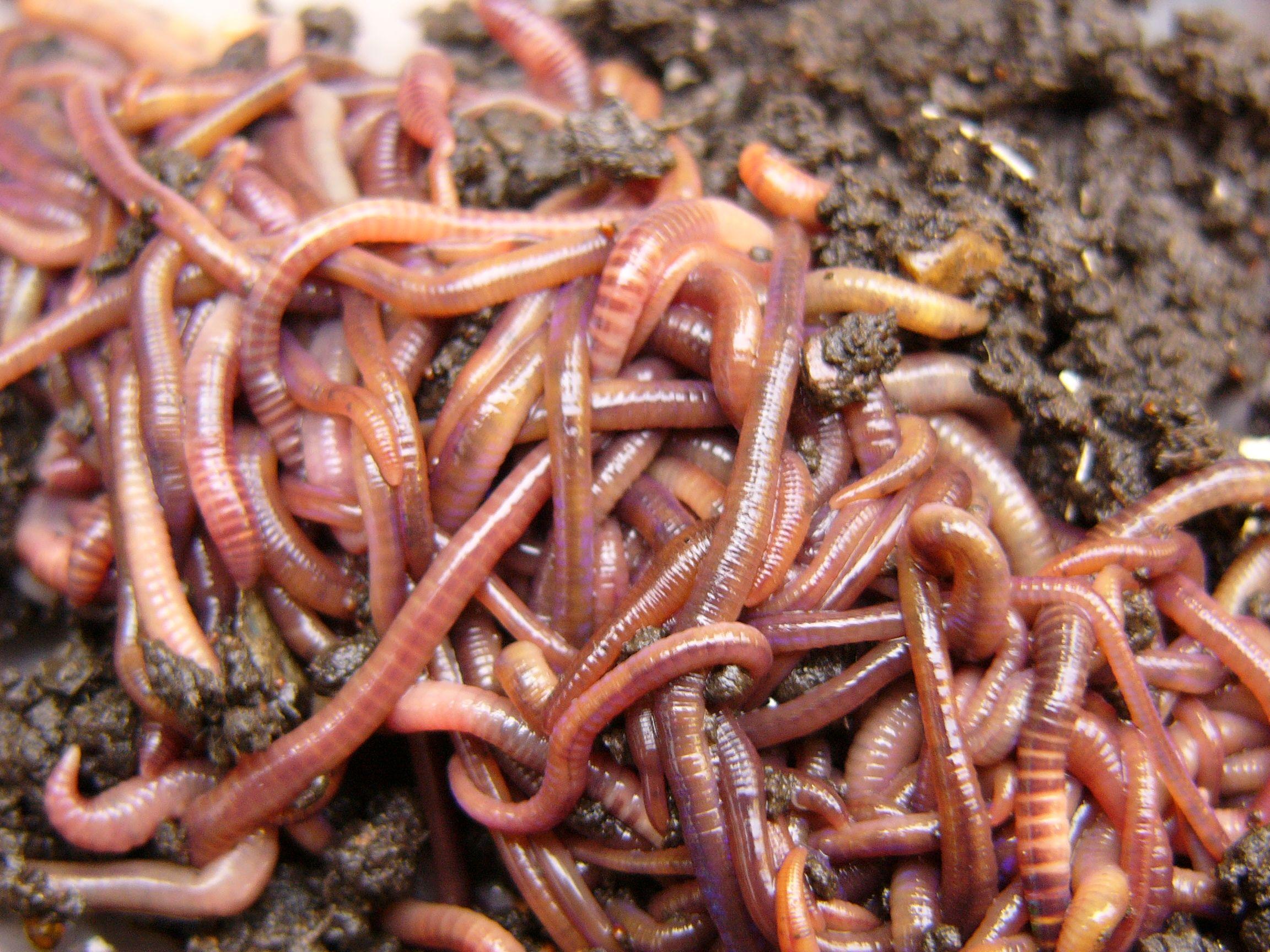 2304x1728 Worms Wallpaper
