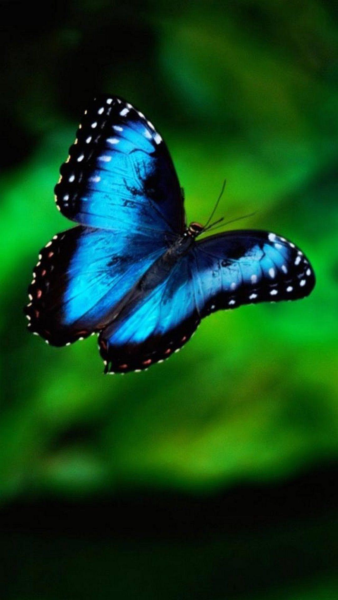 1080x1920 Butterfly iPhone 7 Stock Wallpaper 3D iPhone Wallpaper