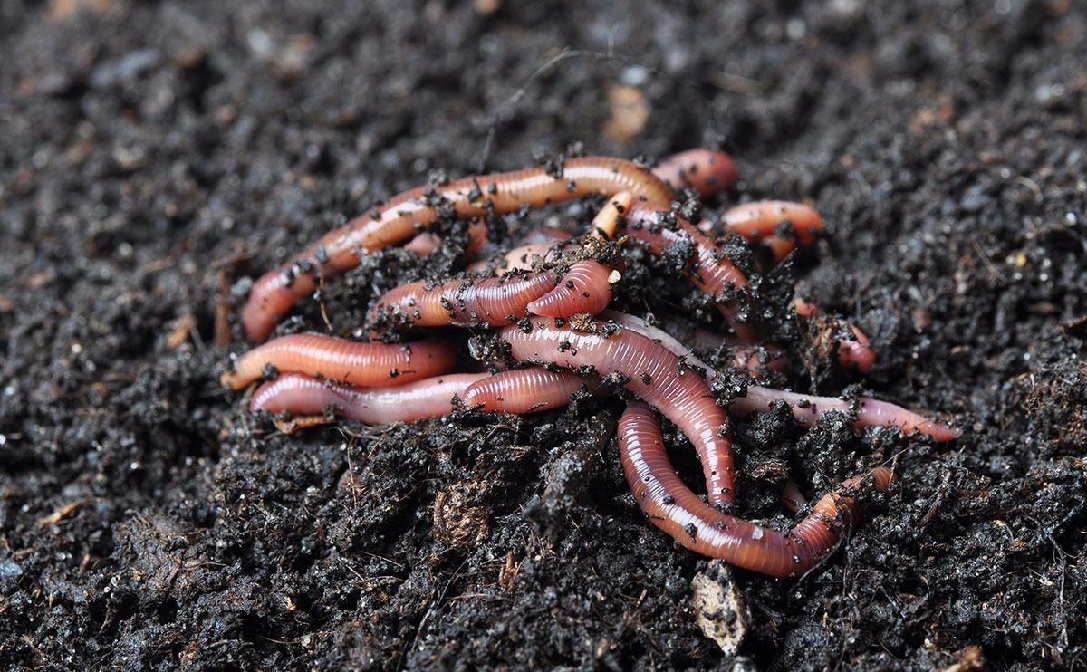 Worm Wallpapers - Top Free Worm Backgrounds - WallpaperAccess