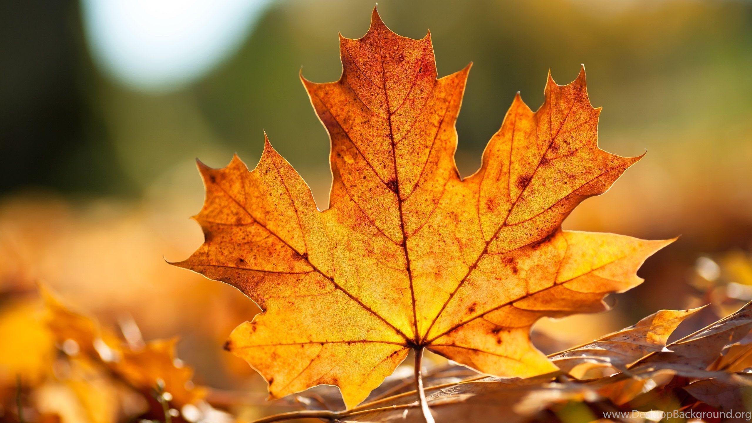 2560x1440 Download Desktop Wallpaper An Autumn Leaf, Warm Colors Of Autumn. Desktop Background