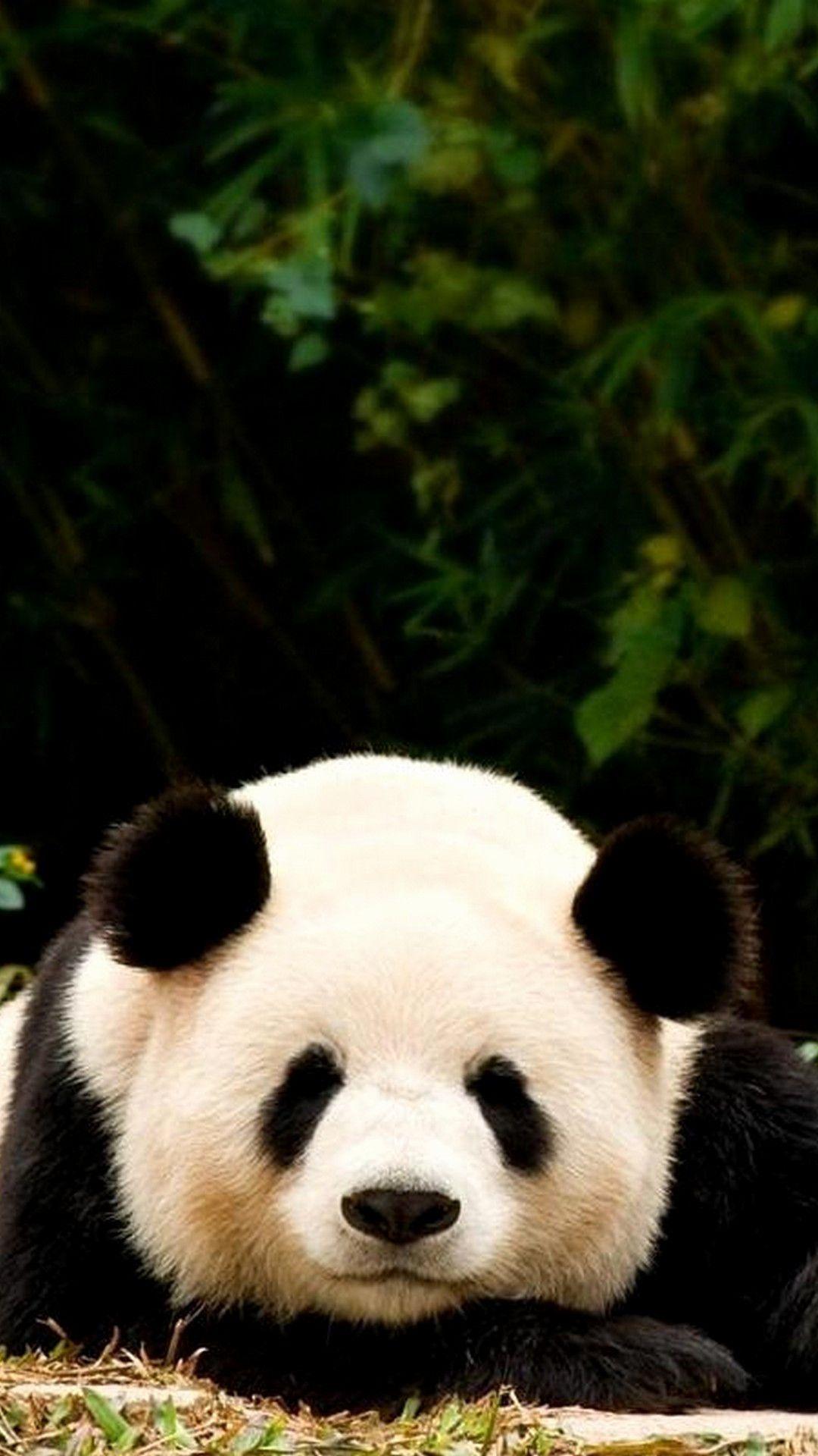 1080x1920 Cute Baby Panda iPhone Wallpaper Fresh Panda Wallpaper iPhone 7