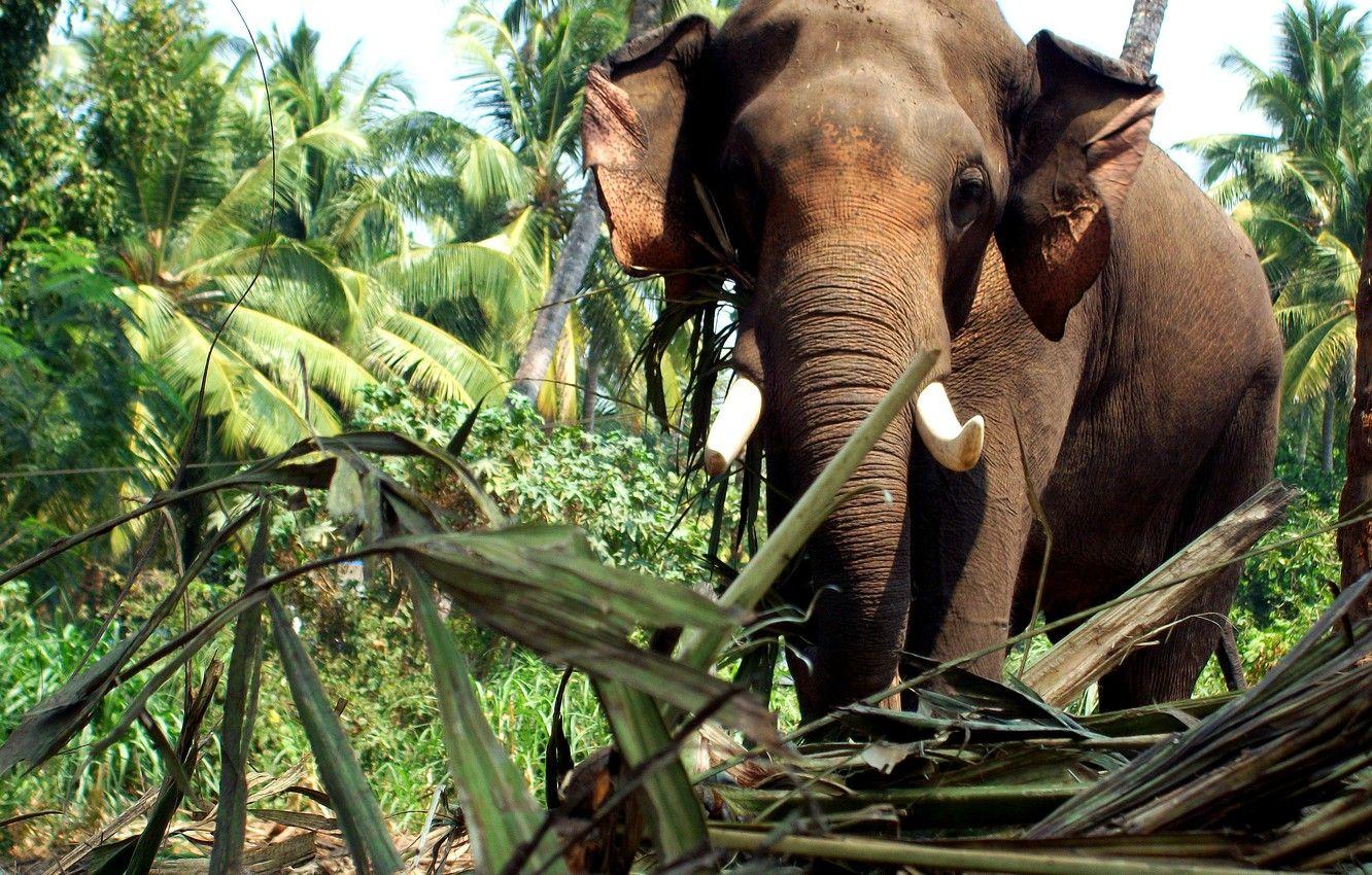 1332x850 Wallpaper elephant, kerala image for desktop, section животные