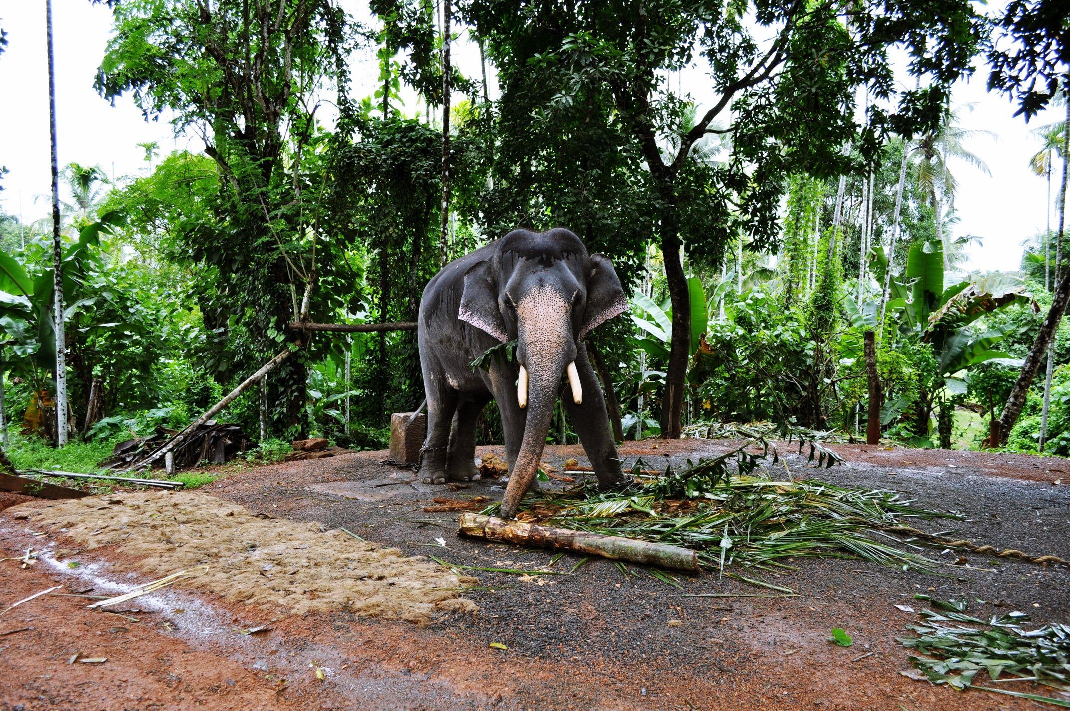 2144x1424 Kerala Elephant Wallpaper