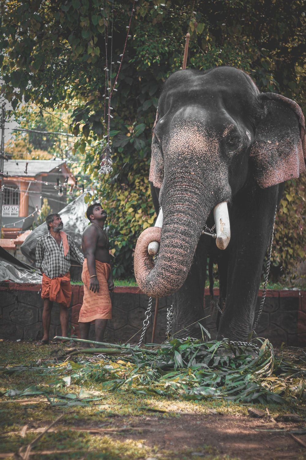1000x1500 Kerala Elephant Picture. Download Free Image