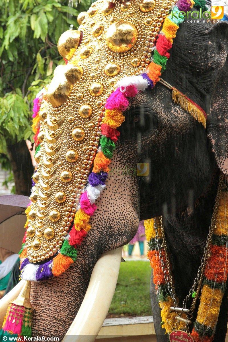 801x1200 Kerala Elephant HD Wallpaper