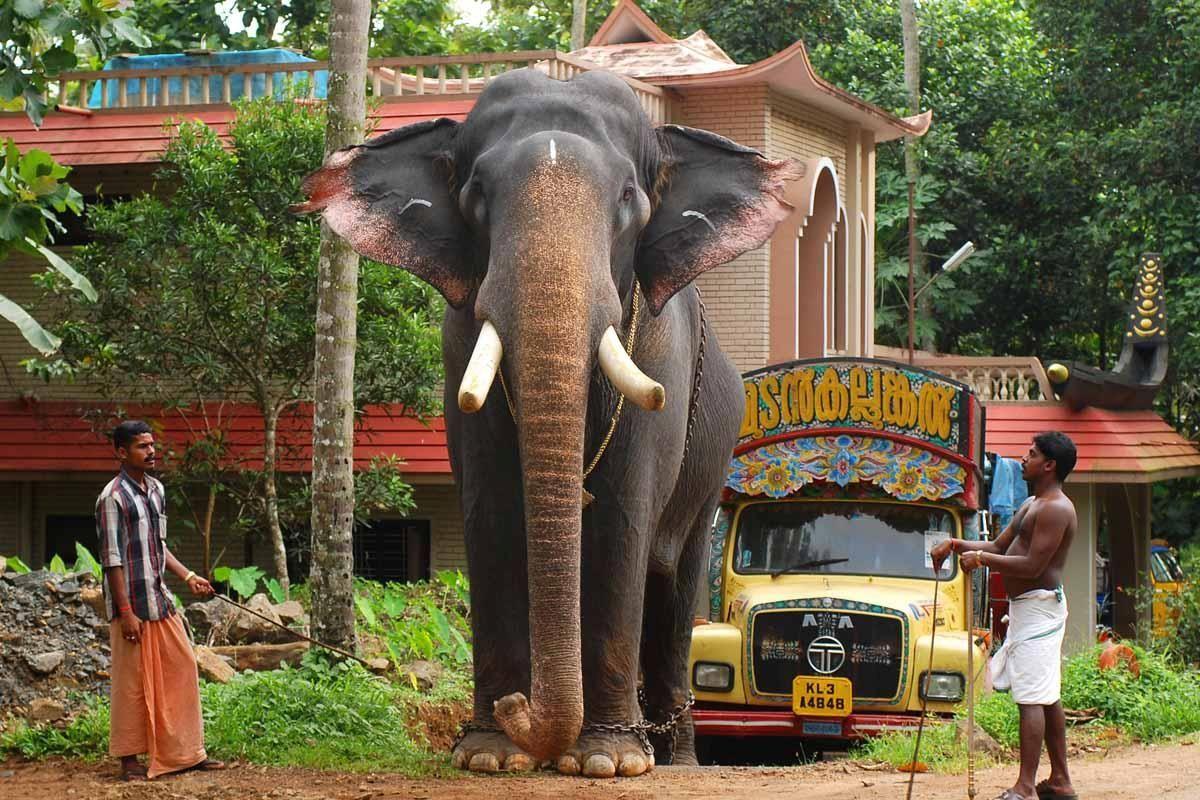 Kerala Elephant Wallpapers Top Free Kerala Elephant Backgrounds