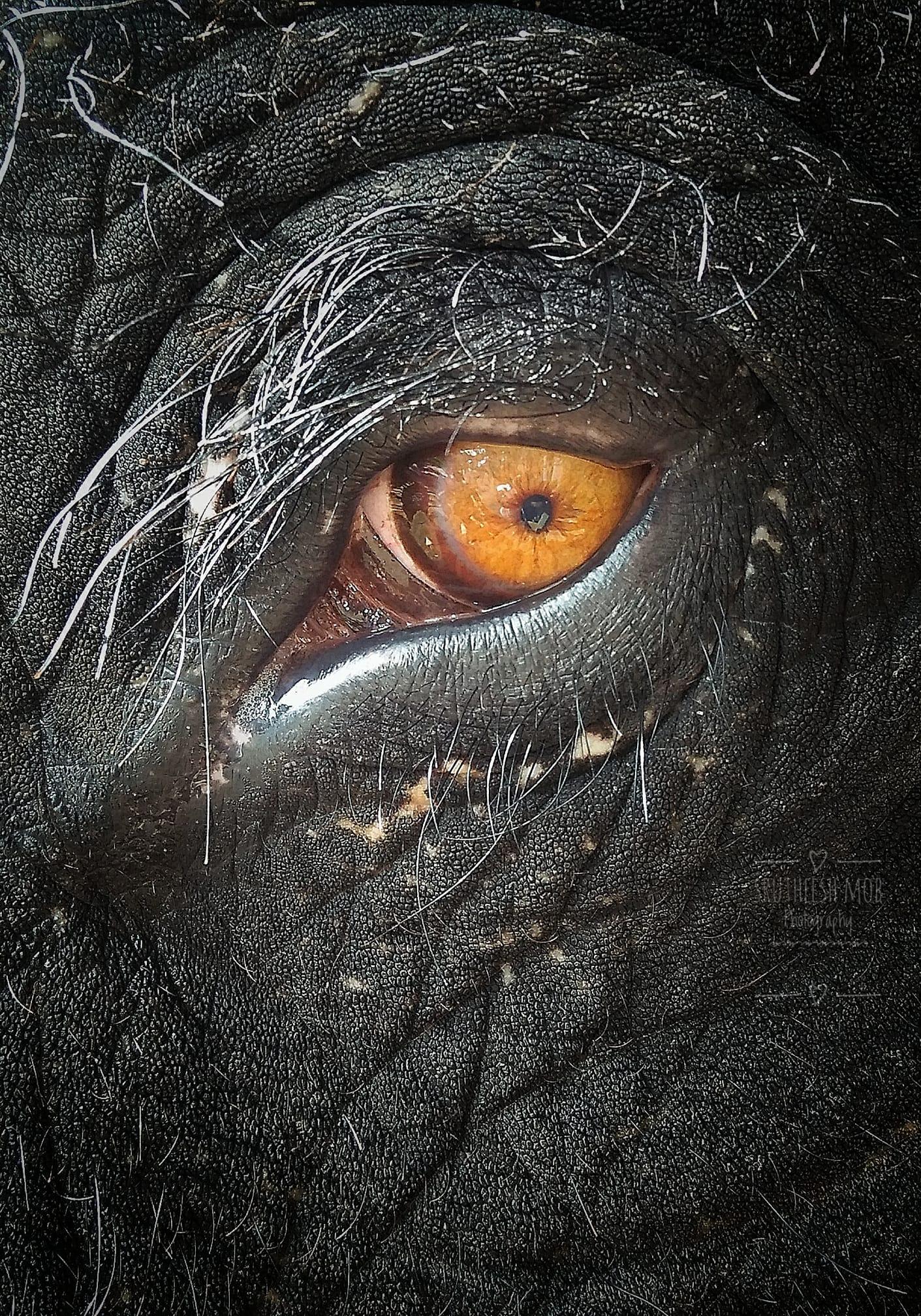 1411x2015 Hd Elephant Wallpaper