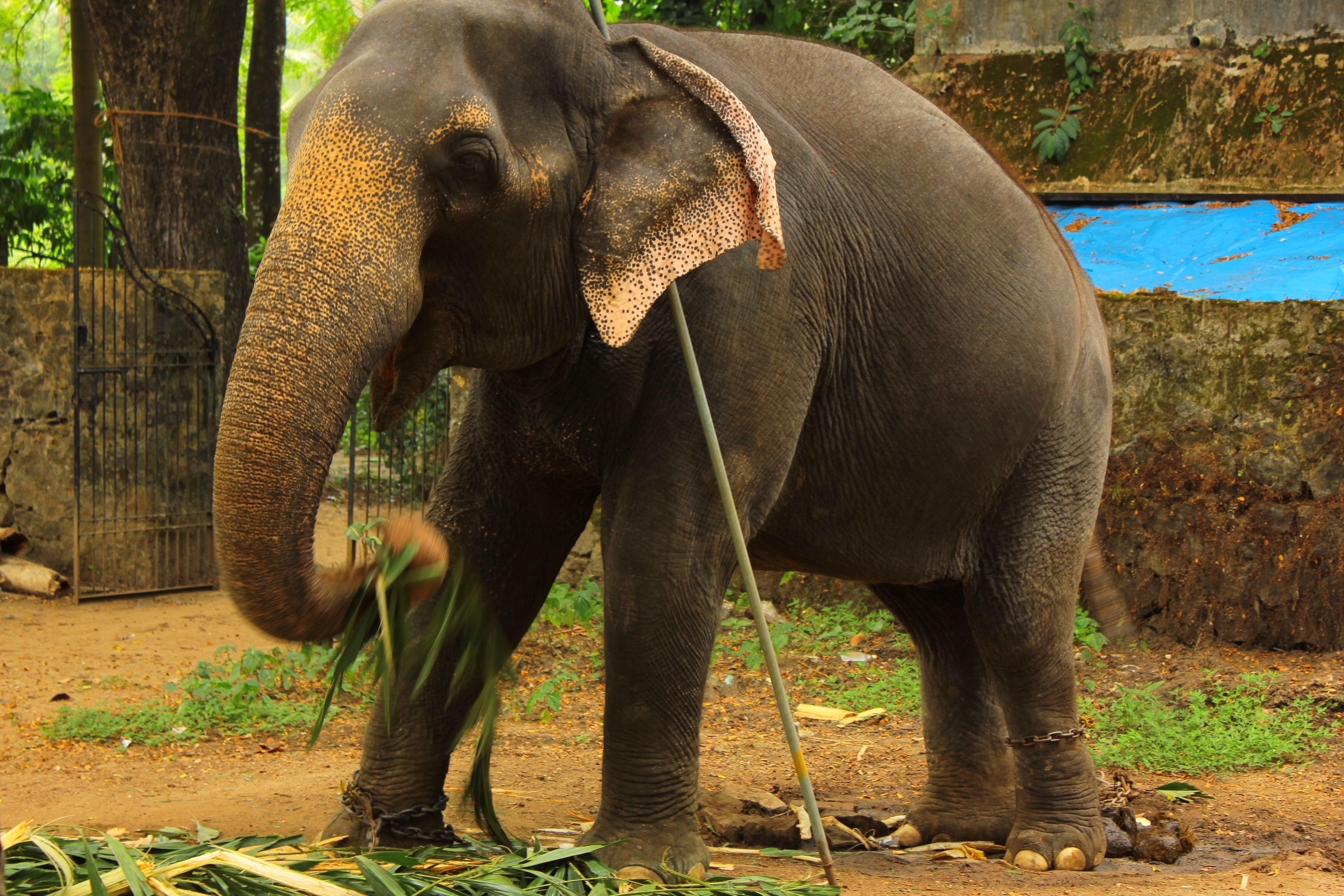 5184x3456 Elephant chained in punnathoor kotta