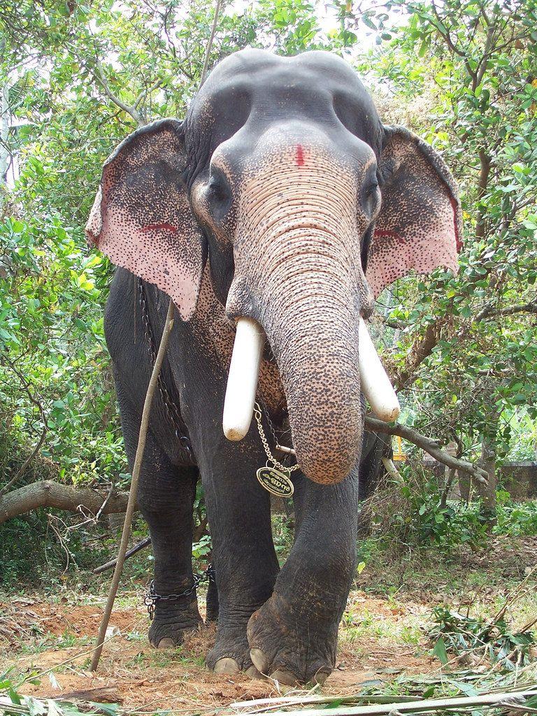 Pambadi Rajan #india #kerala #godsowncountry | Elephant facts, Elephants  photos, Elephant photography