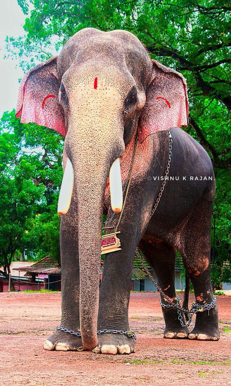 Kerala Elephant Wallpapers - Top Free Kerala Elephant Backgrounds -  WallpaperAccess