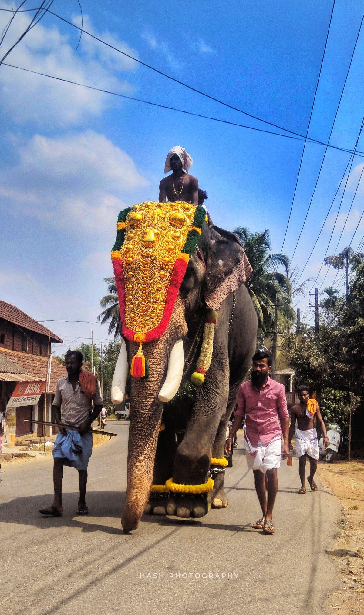 1200x2030 Chirakkal kalidasan. Elephant photography, Elephants photo, Elephant picture