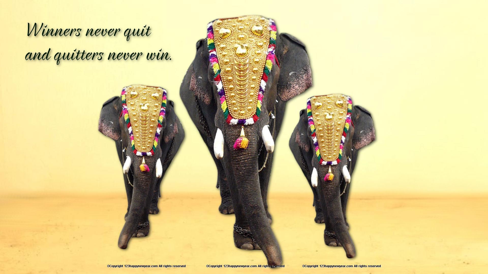 1920x1080 Kerala elephant HD wallpaper