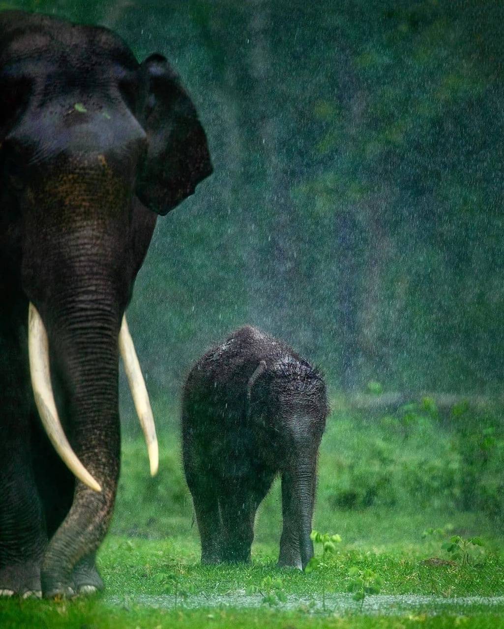 1025x1280 Elephant wallpaper