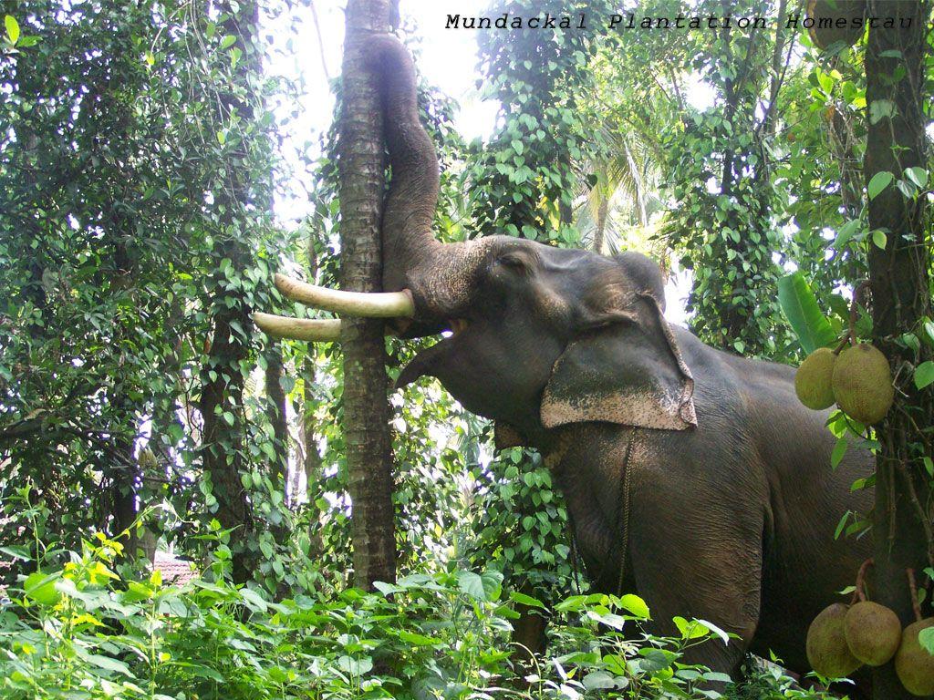 1024x768 Kerala Wallpaper for Desktop