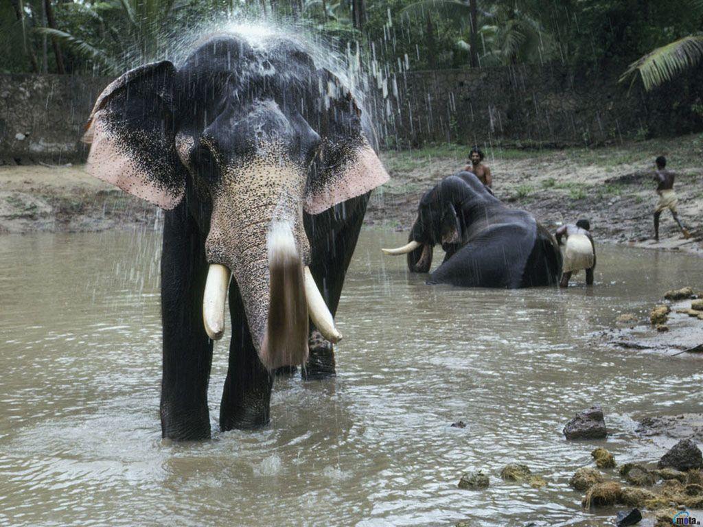 1024x768 Download Wallpaper water pond elephant india guruvayoor guruvayur kerala, 1024x Bathing Elephant (Guruvayur, India)