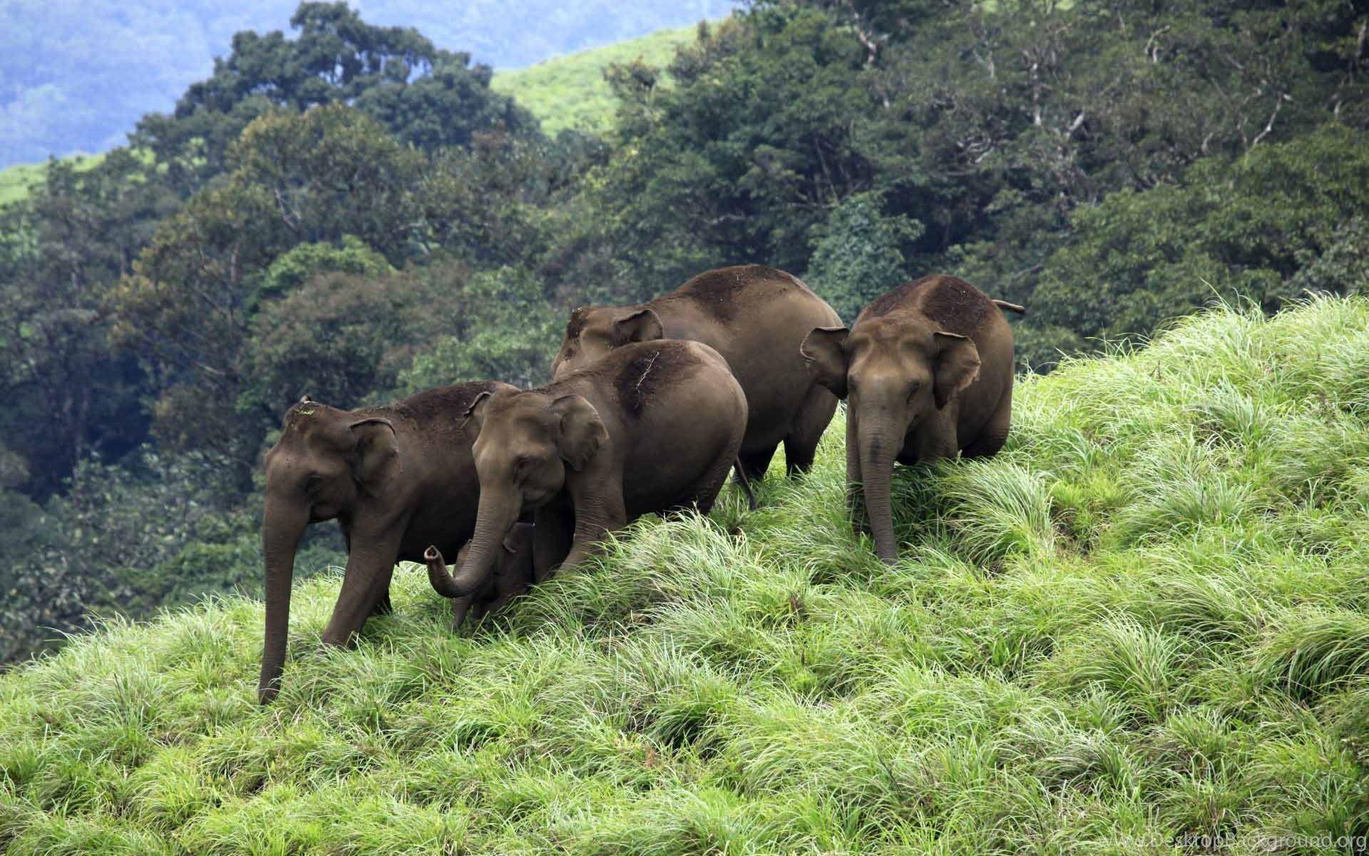 Kerala Elephant Wallpapers Top Free Kerala Elephant Backgrounds