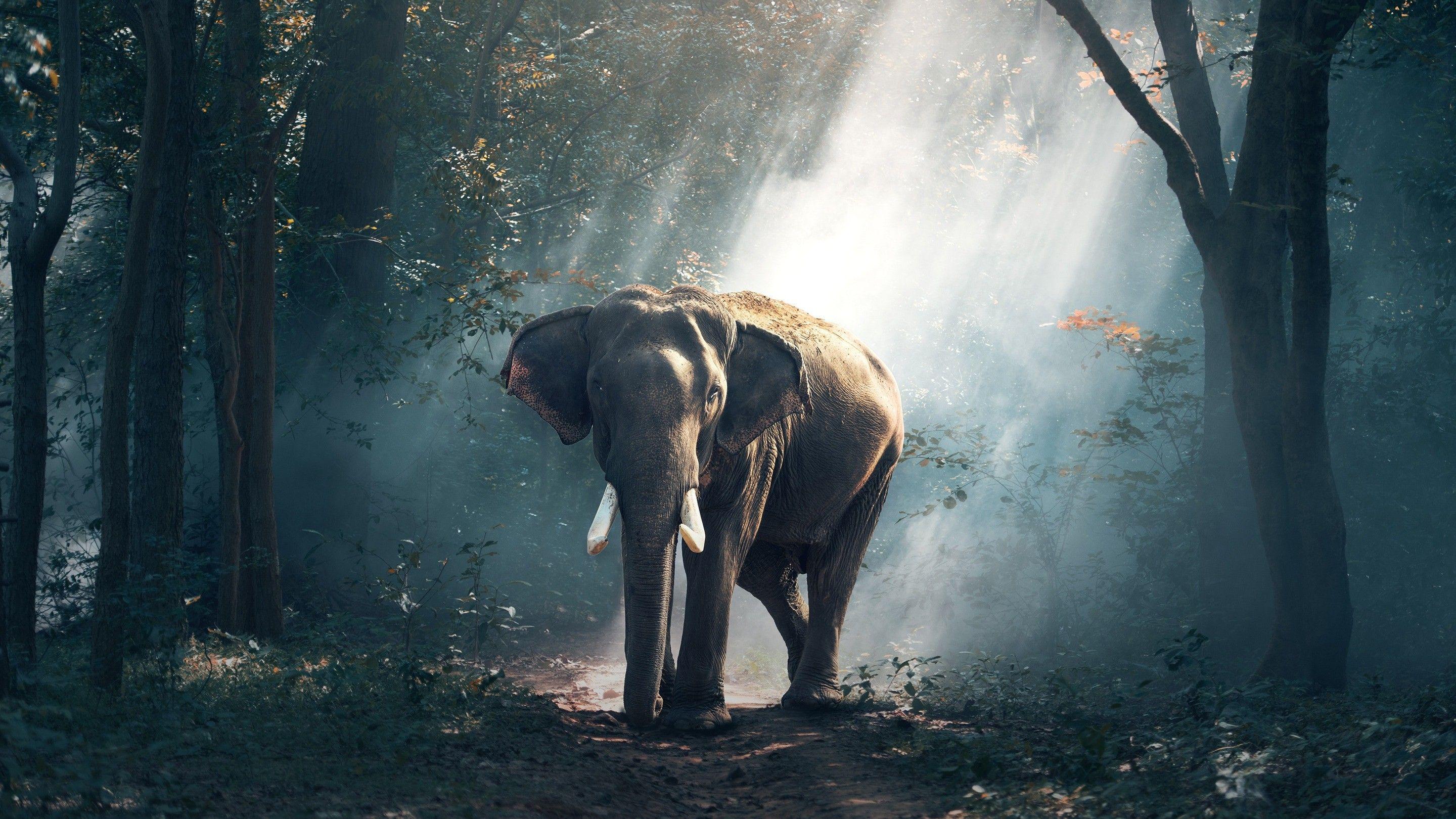 2880x1620 Free Download Wallpaper of Elephant