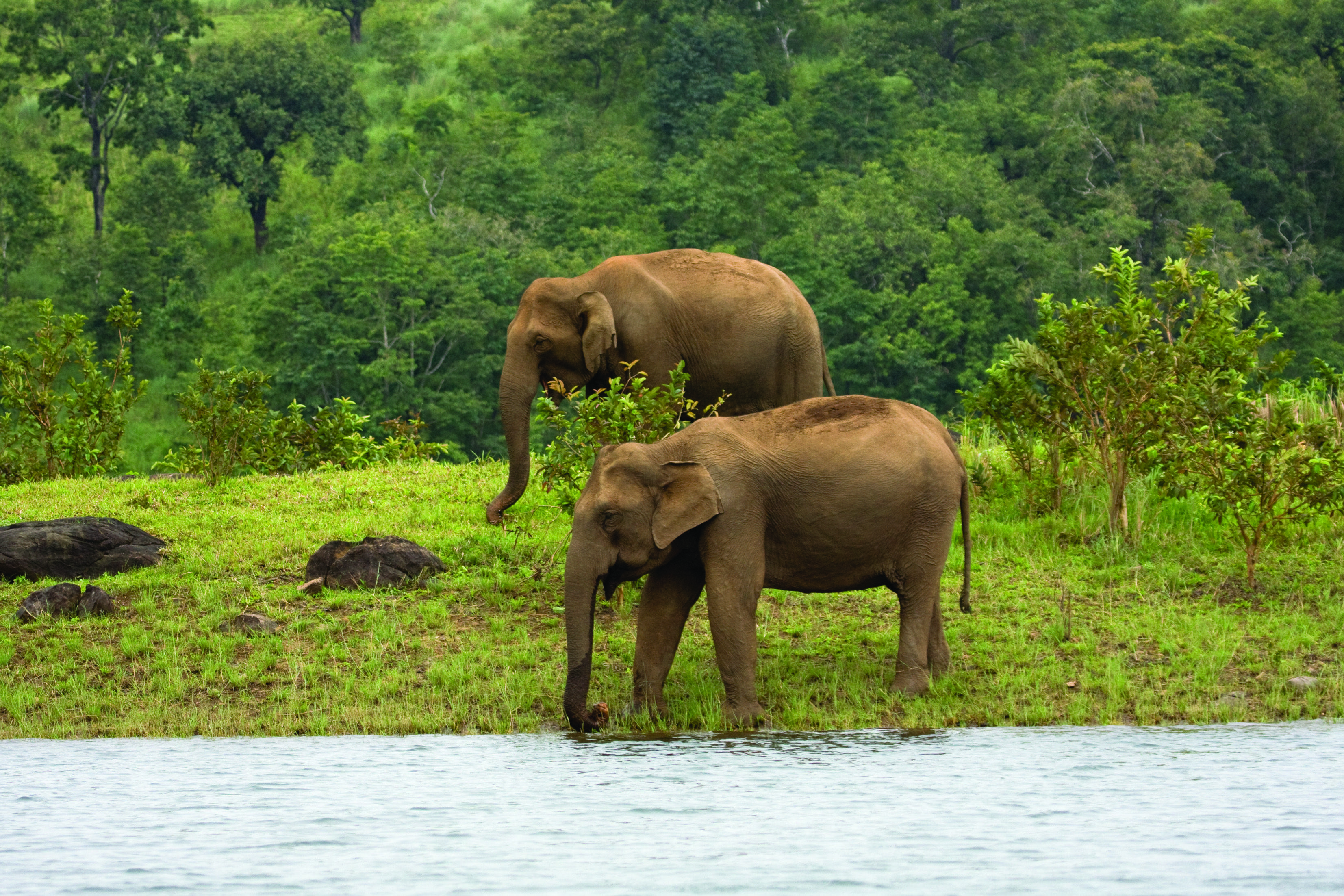 3307x2205 Wildlife