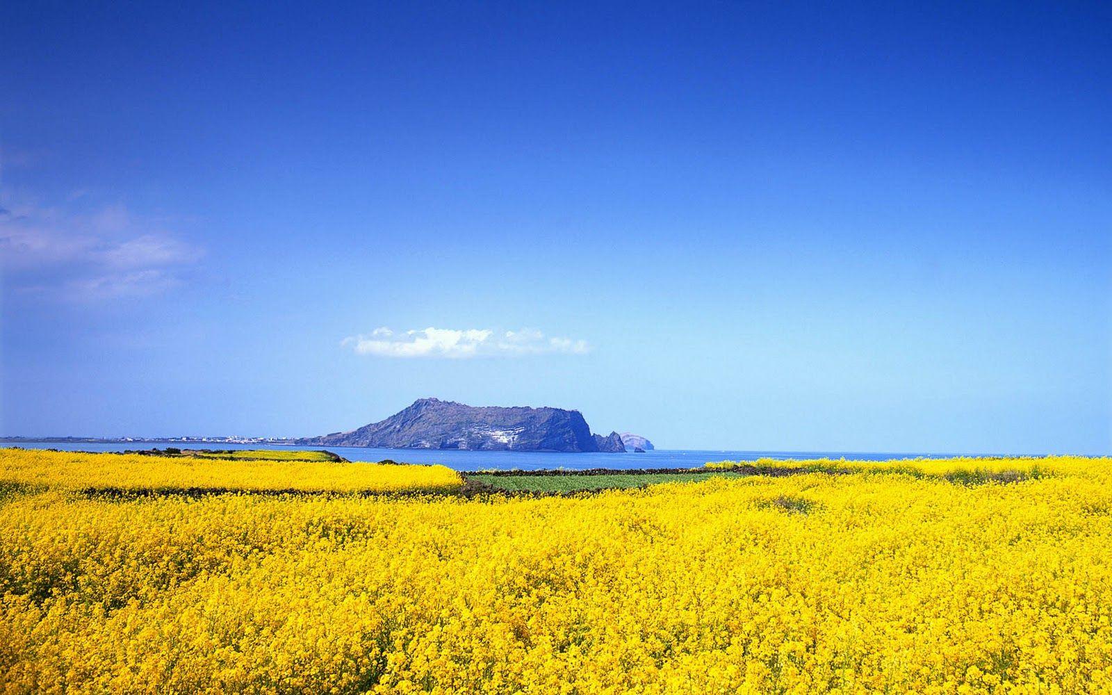 1600x1000 JEJU ISLAND is one of the best place where korean want to visit