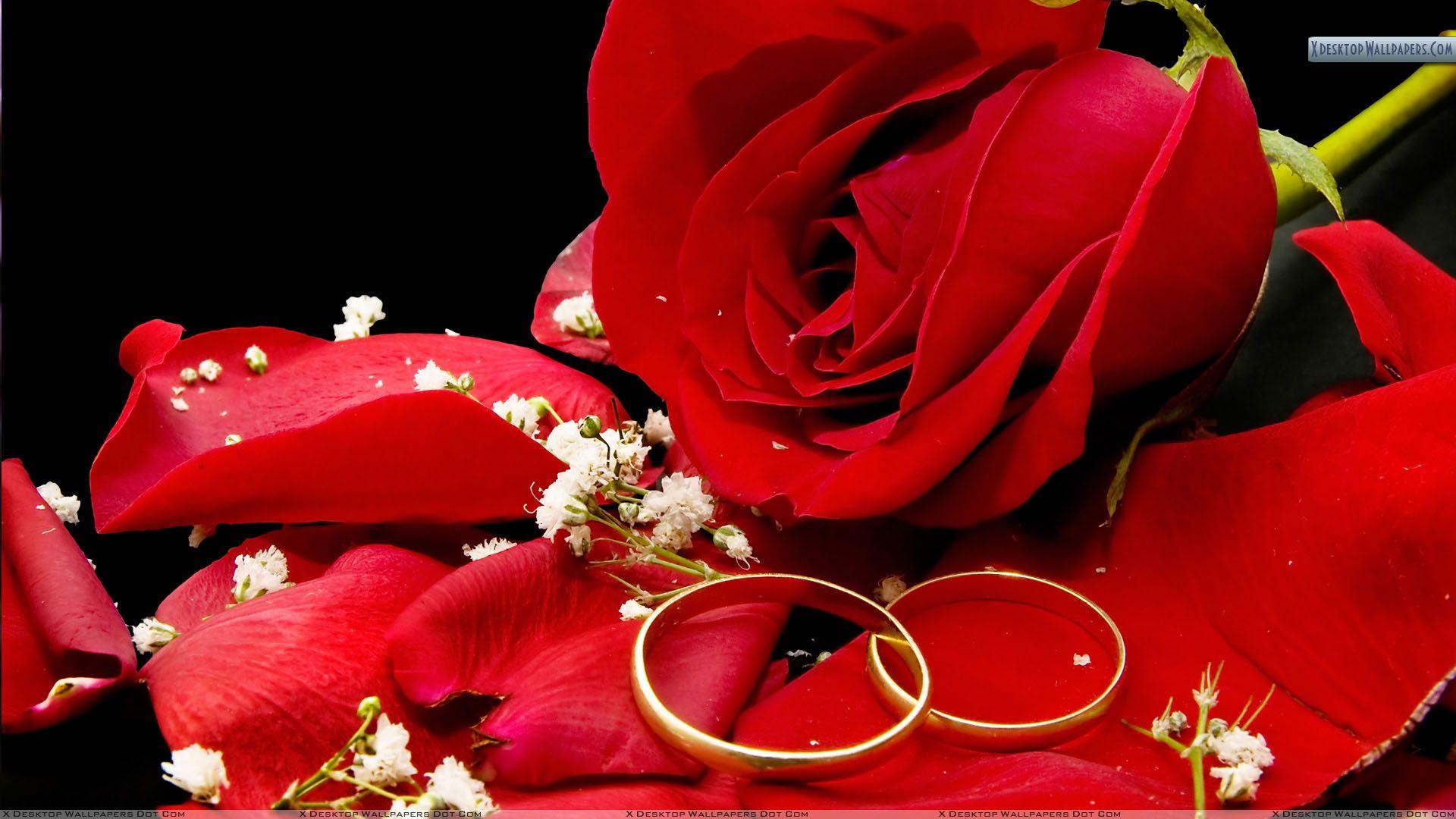 1920x1080 Two Wedding Golden Rings With Red Rose Wallpaper