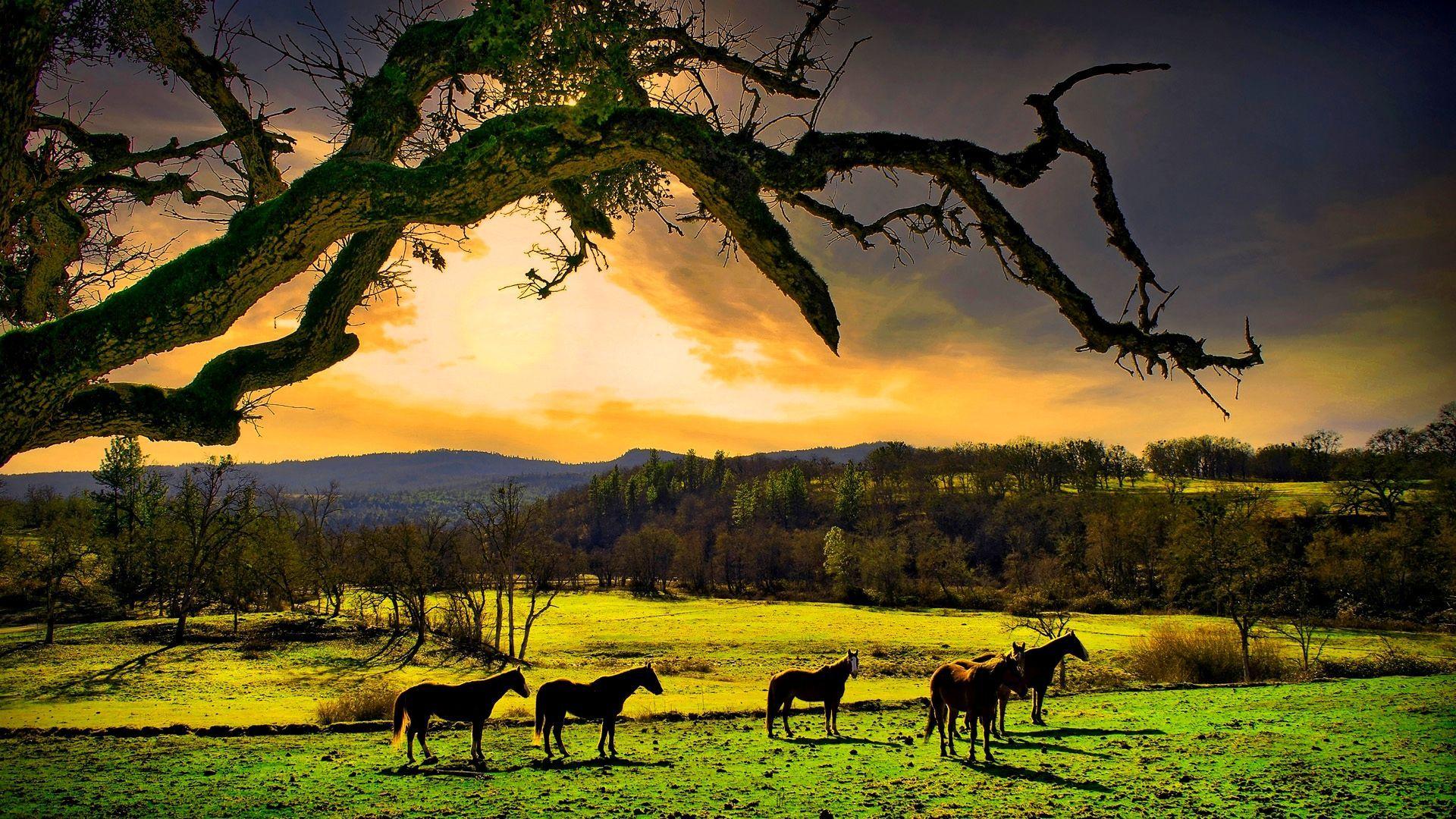 1920x1080 Relaxing Nature Desktop Background HD Wallpaper