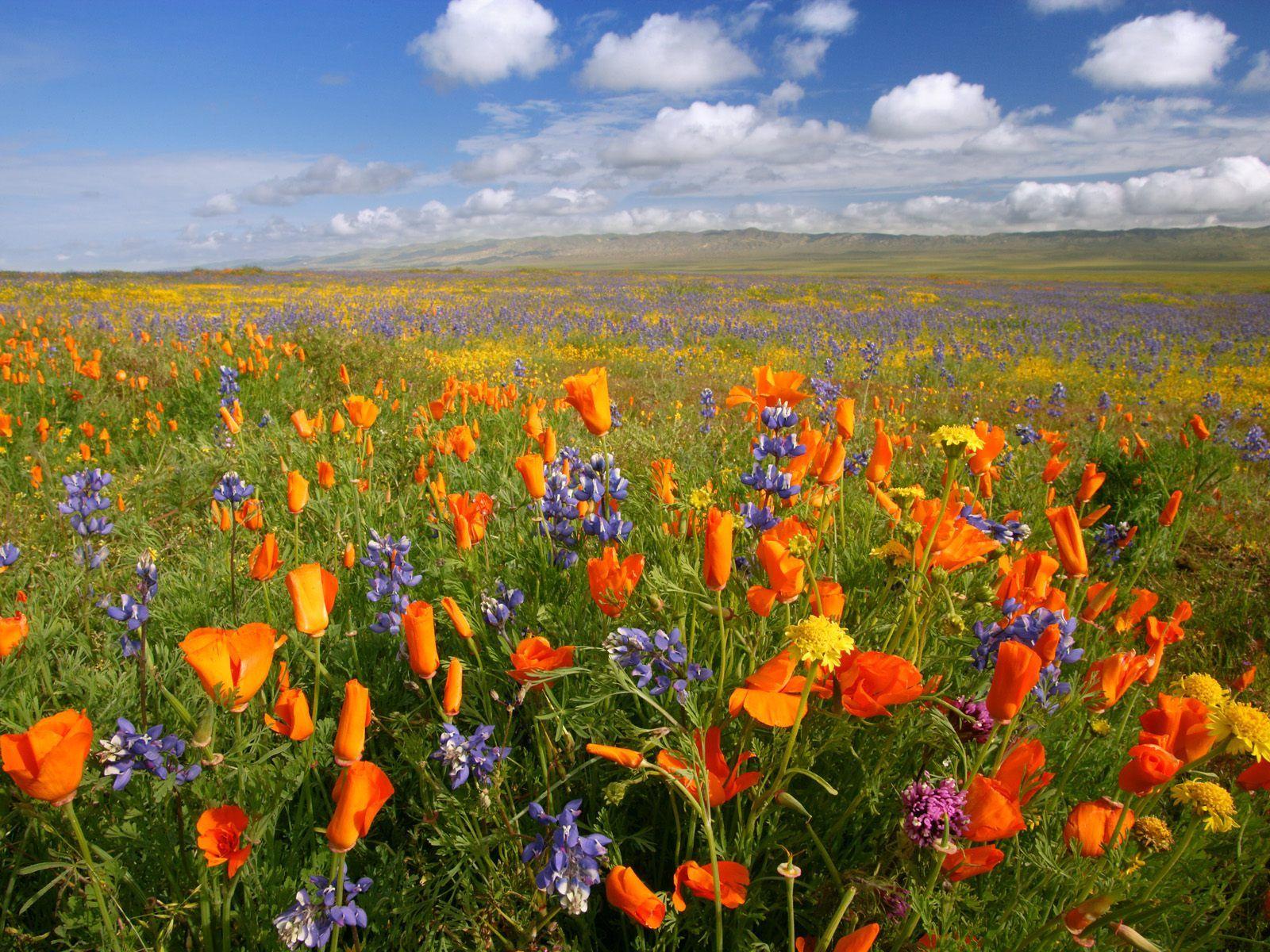 1600x1200 HD Widescreen Background Wallpaper: Cool Beautiful Background. Relaxing Image For Desktop