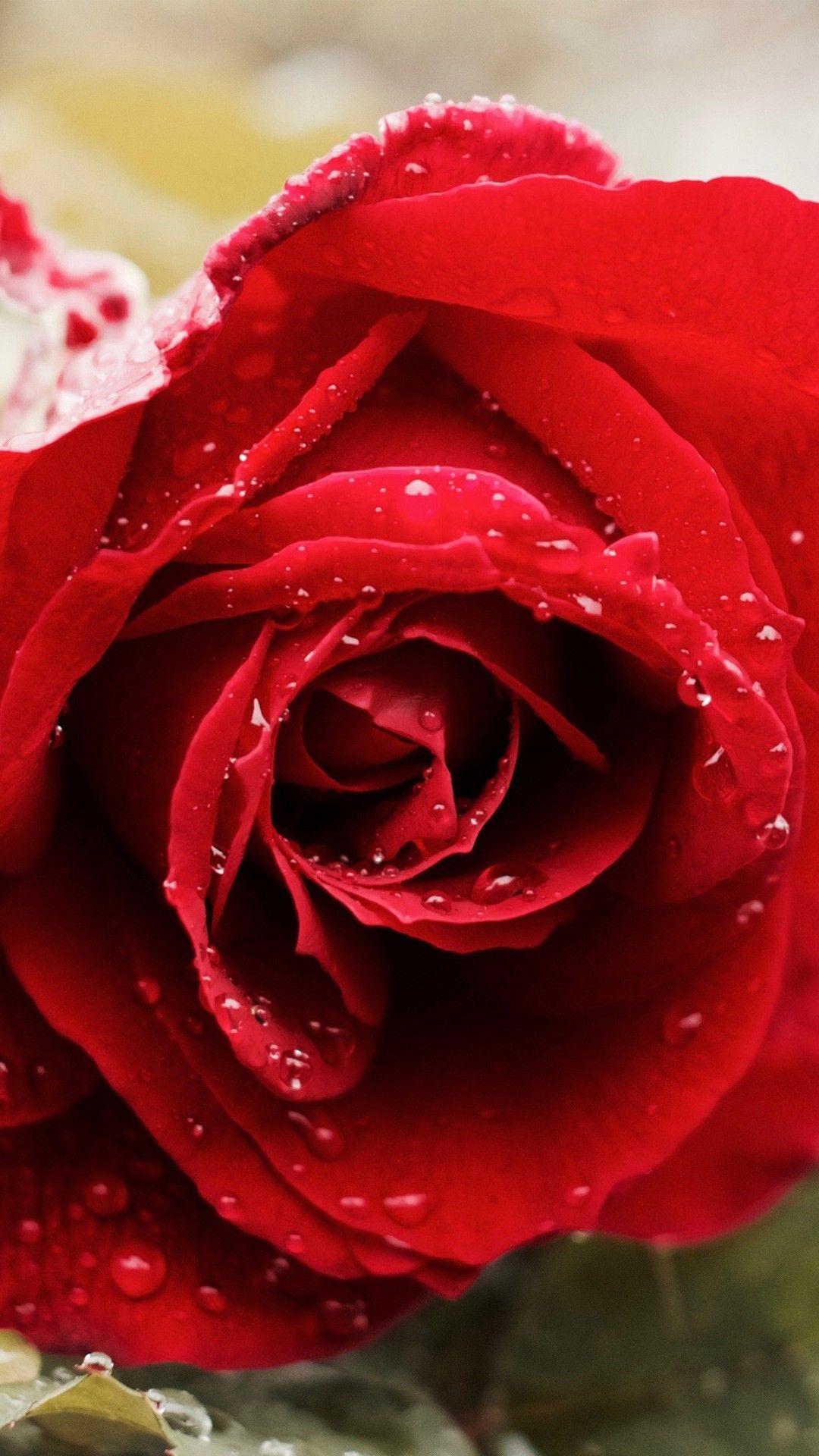 1080x1920 Nature #Beautiful Red Rose 4K #wallpaper. Rose flower wallpaper, Free flower wallpaper, Best flower wallpaper