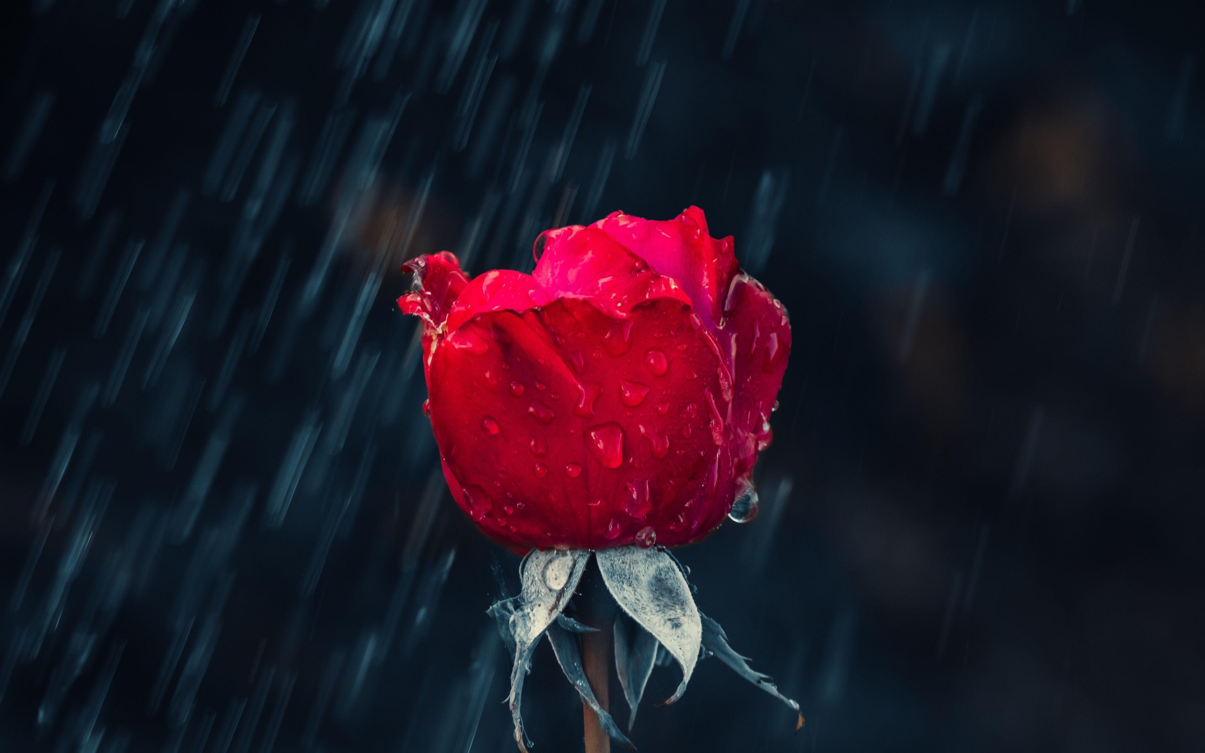 3840x2400 Download Flower, bud, red rose, rain drops wallpaper, 3840x 4K Ultra HD 16: Widescreen