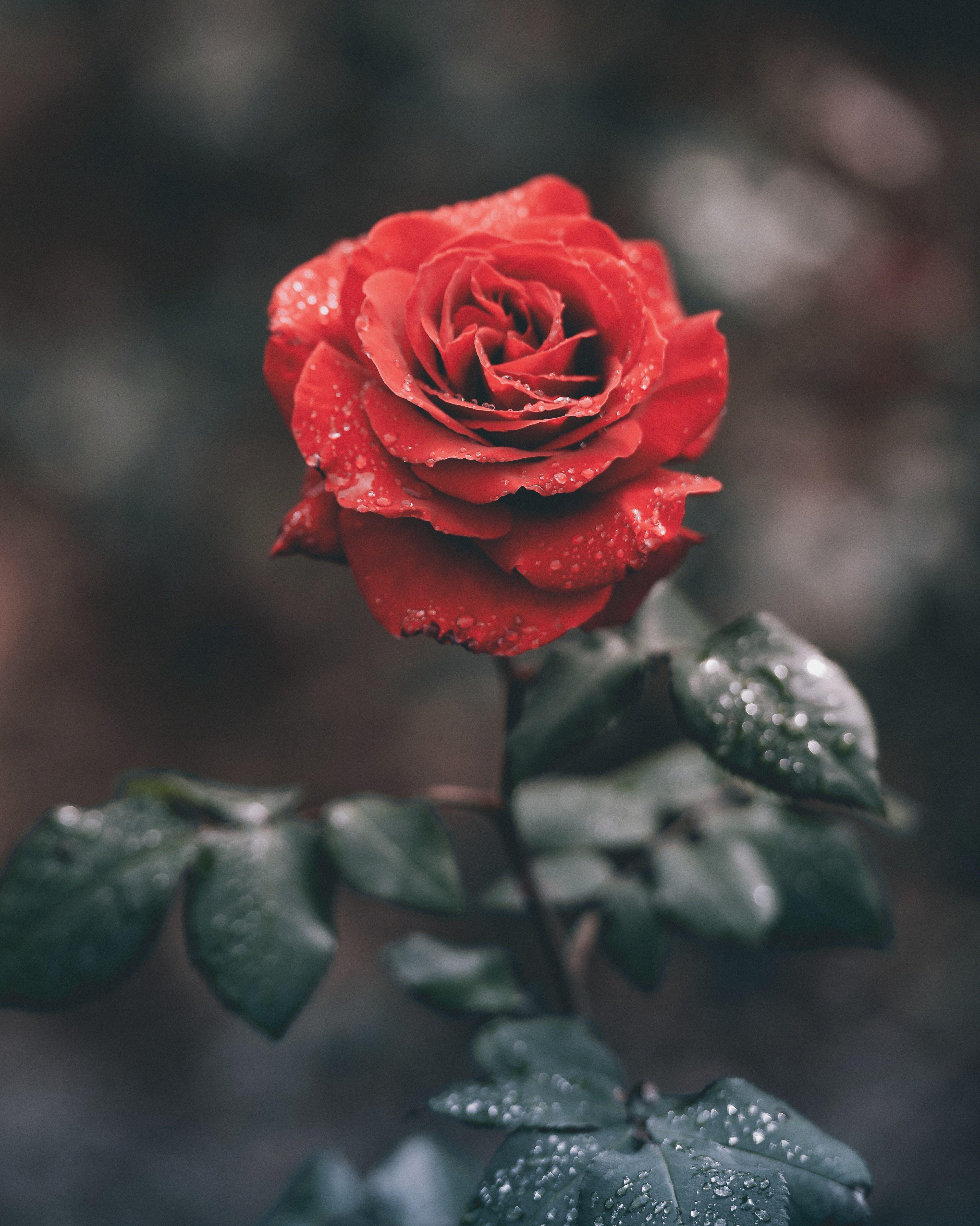 Red Rose 4K Wallpapers - Top Free Red Rose 4K Backgrounds - WallpaperAccess