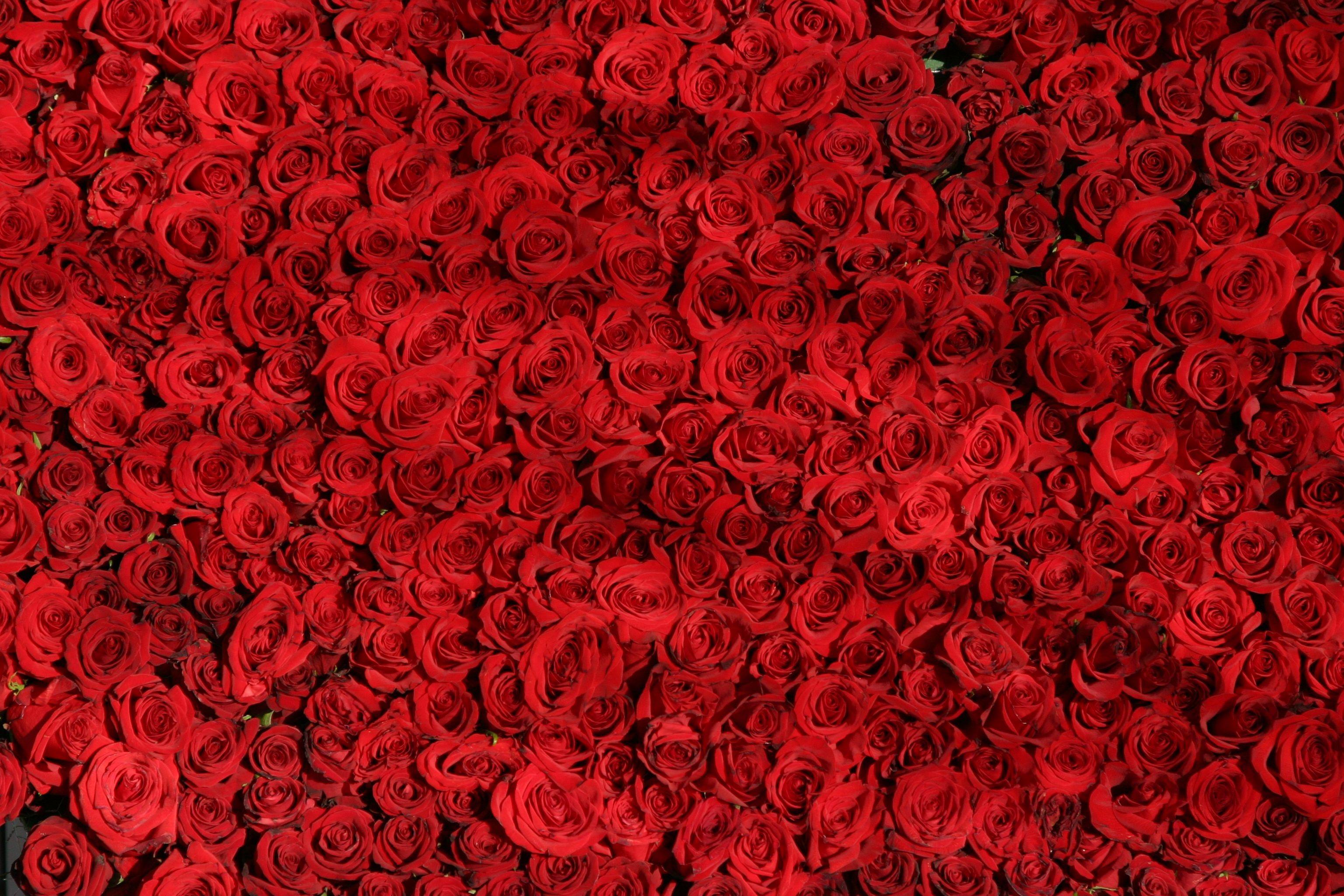 Red Rose 4K Wallpapers - Top Free Red Rose 4K Backgrounds - WallpaperAccess