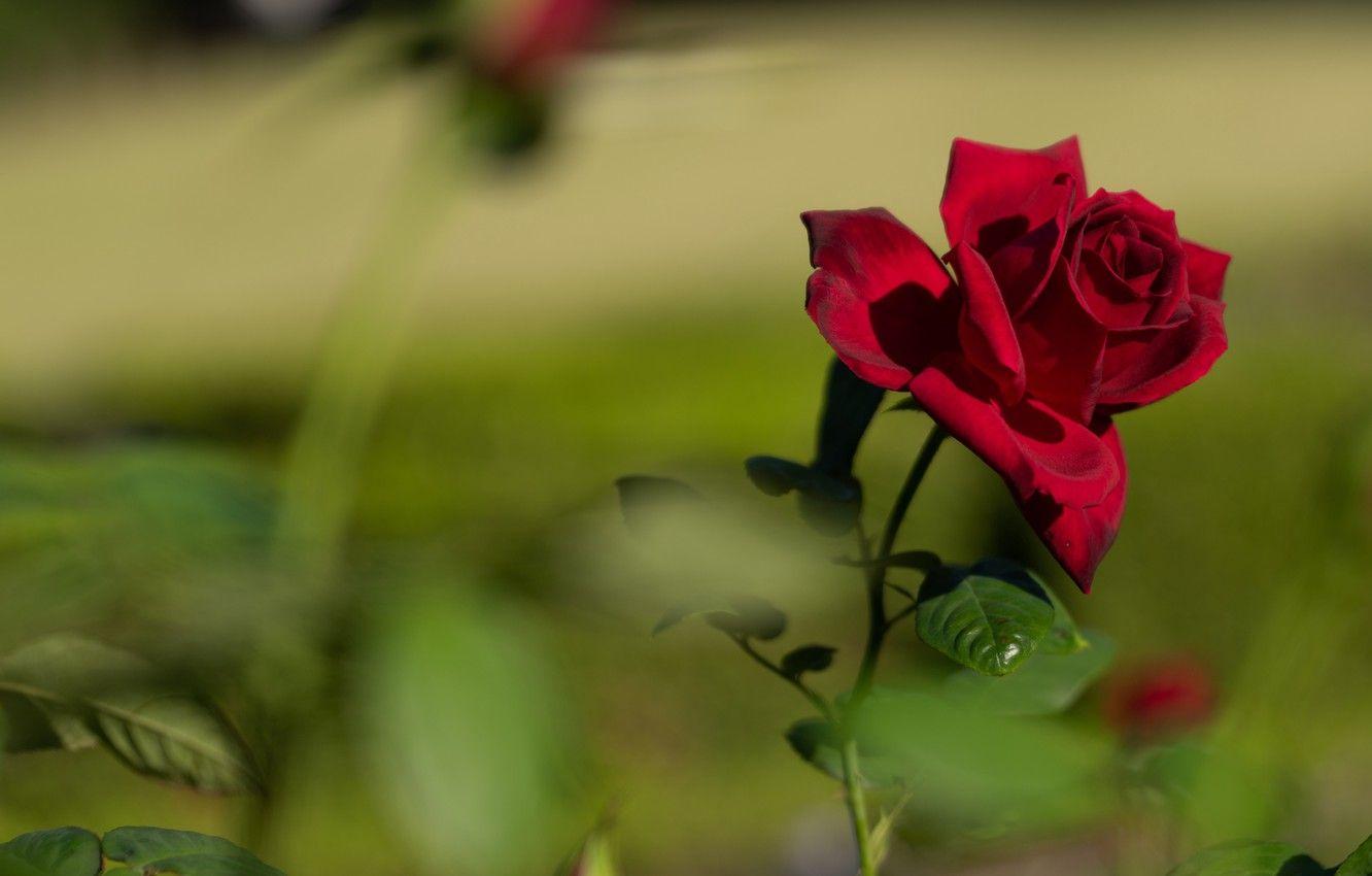 1332x850 Wallpaper red, rose, flower, flowers, leaves, macro, blur, plant, red roses, bloom, stems, 4k ultra HD background image for desktop, section цветы