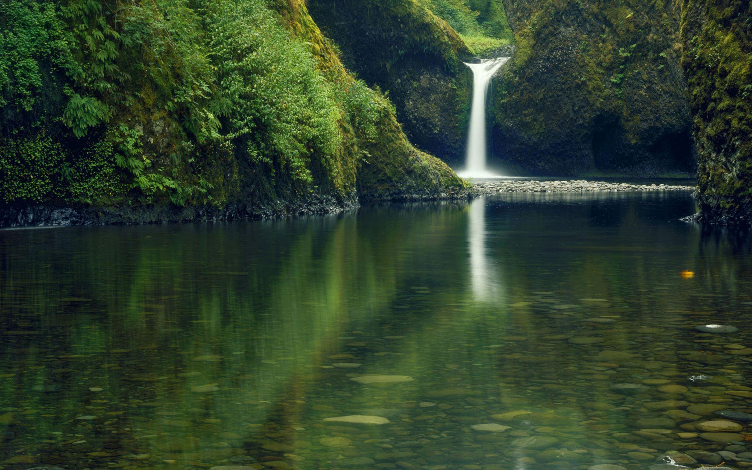 2560x1600 Crocodile in a green lake Wallpaper. Wallpaper Color. Mount hood national forest