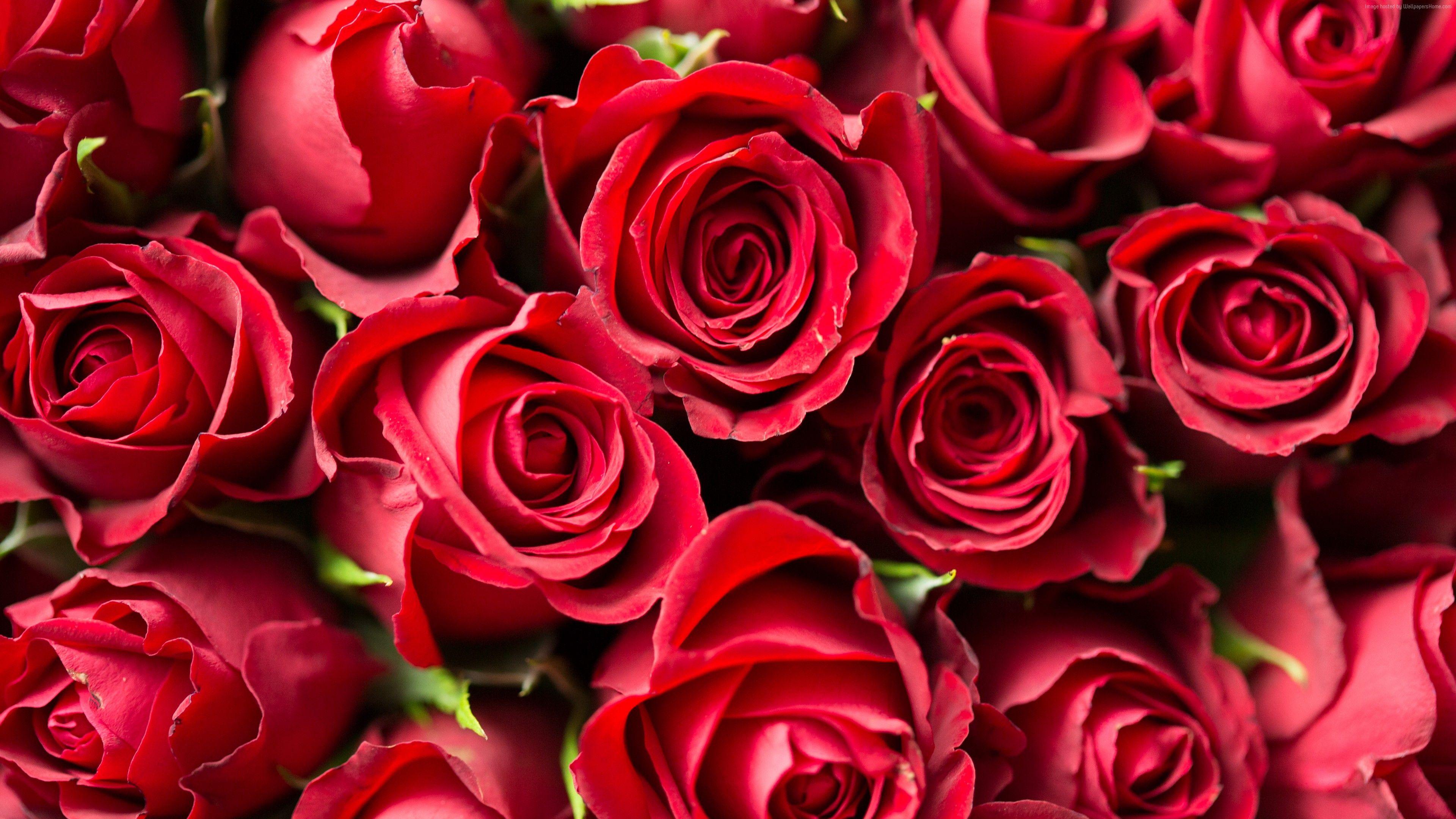 3840x2160 Wallpaper rose, flower, red, 4k, Nature Wallpaper Download Resolution 4K Wallpaper