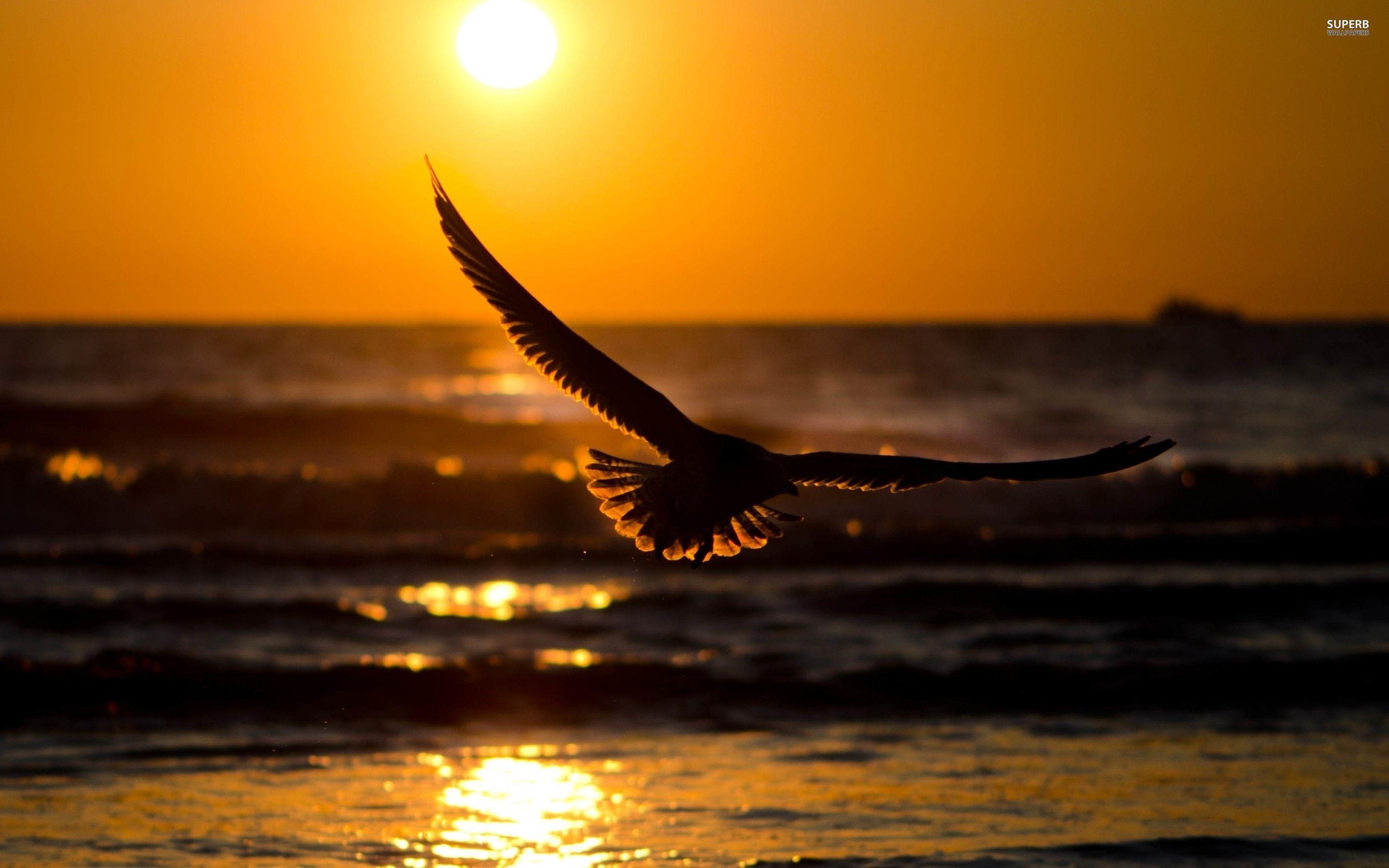 Sunset Eagle Wallpapers - Top Free Sunset Eagle Backgrounds -  WallpaperAccess
