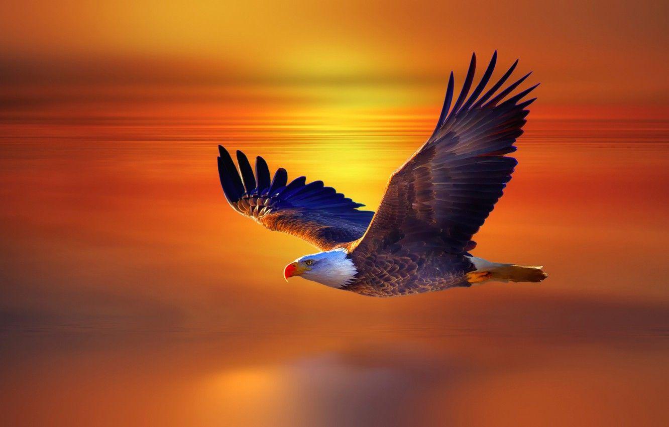 Eagle Sunset Wallpapers - Top Free Eagle Sunset Backgrounds ...