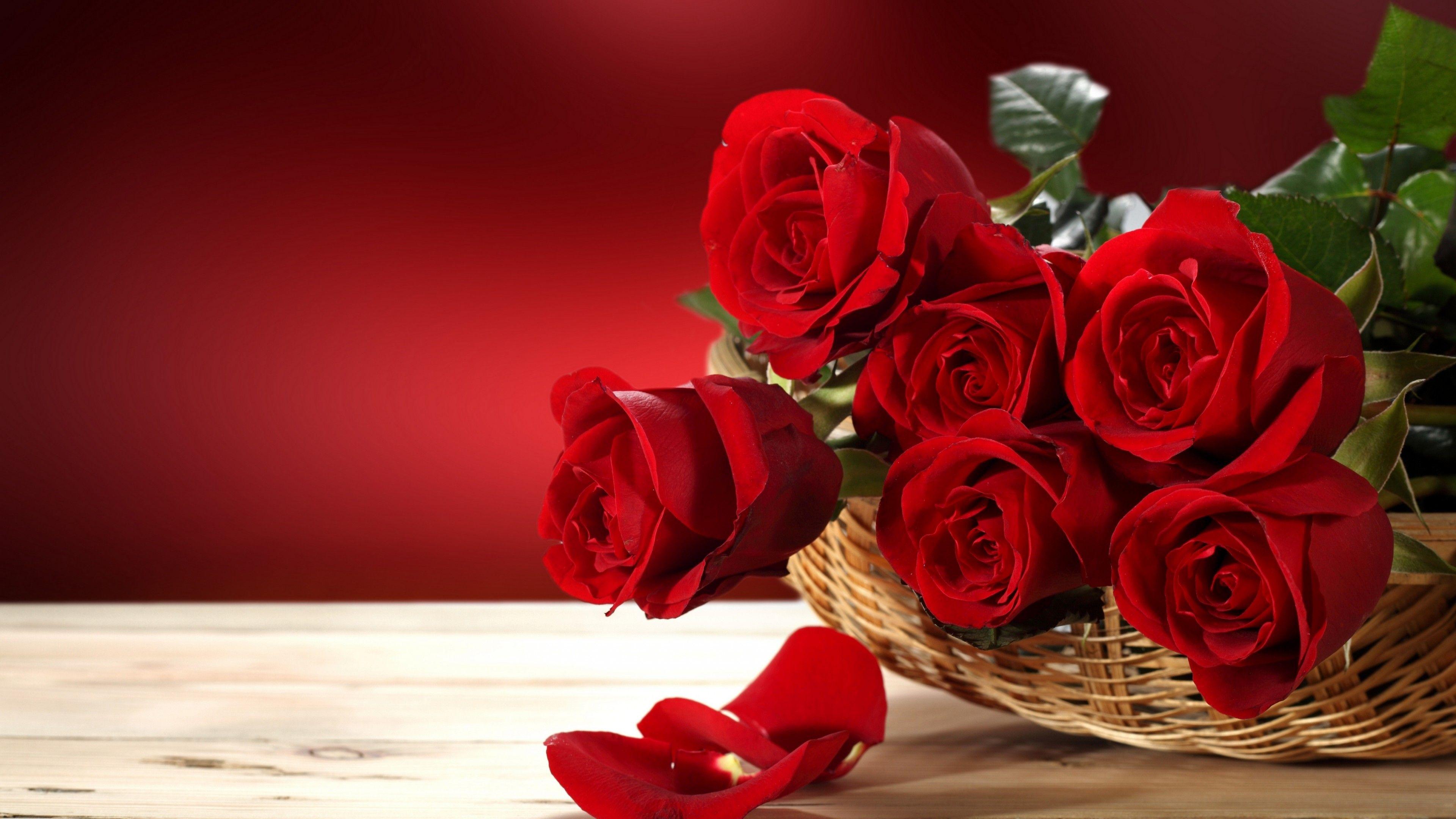 Red Rose 4k Wallpapers Top Free Red Rose 4k Backgrounds Wallpaperaccess 0889
