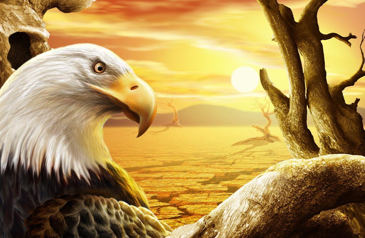 Sunset Eagle Wallpapers - Top Free Sunset Eagle Backgrounds ...