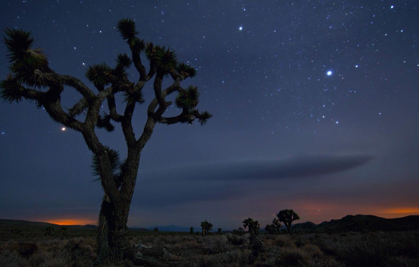 1332x850 Wallpaper Sand, Tree, Night, Desert, Mexico, CA, USA, Stars, Joshua Tree National Park image for desktop, section природа