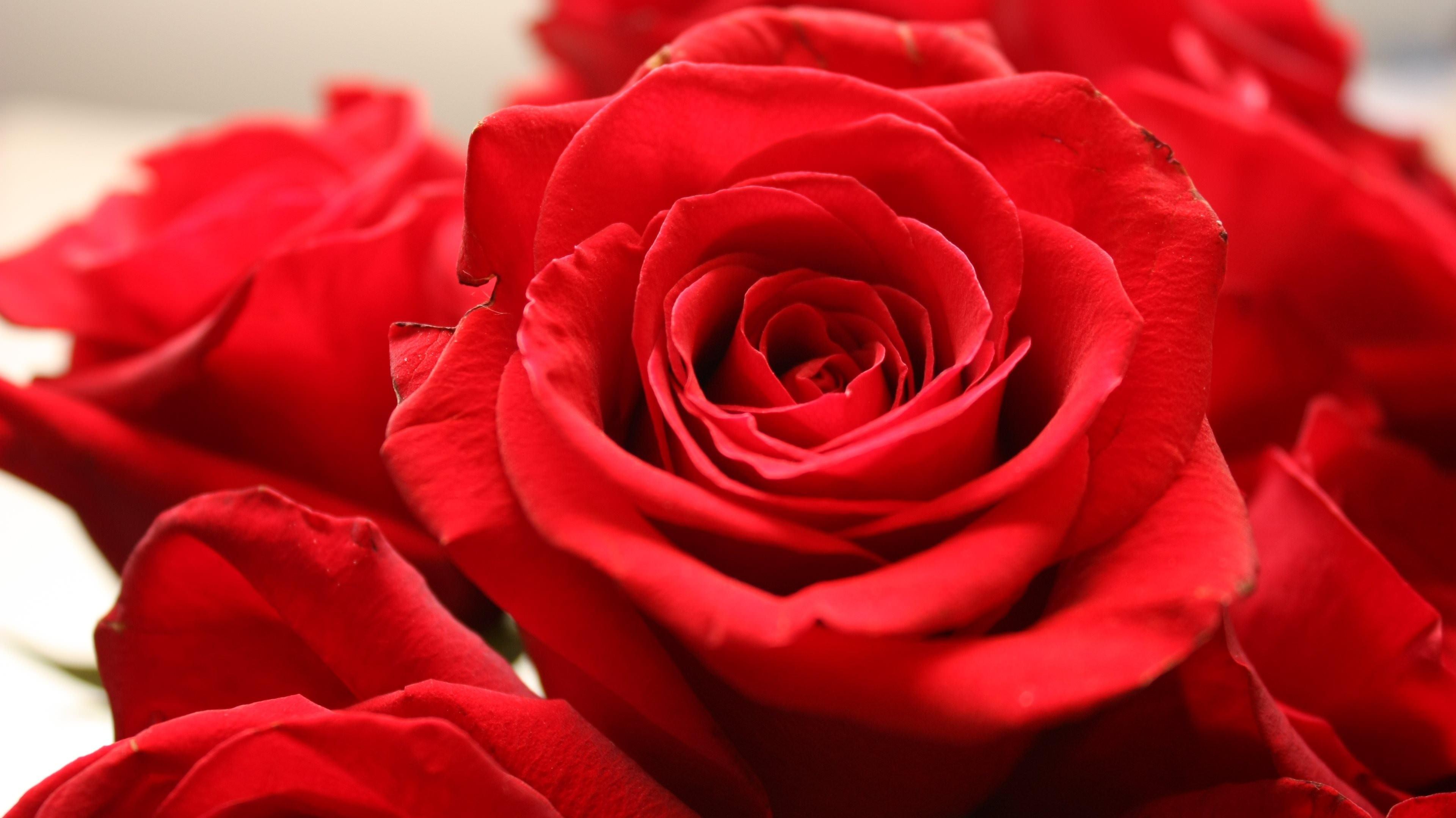 Red Rose 4K Wallpapers - Top Free Red Rose 4K Backgrounds - WallpaperAccess