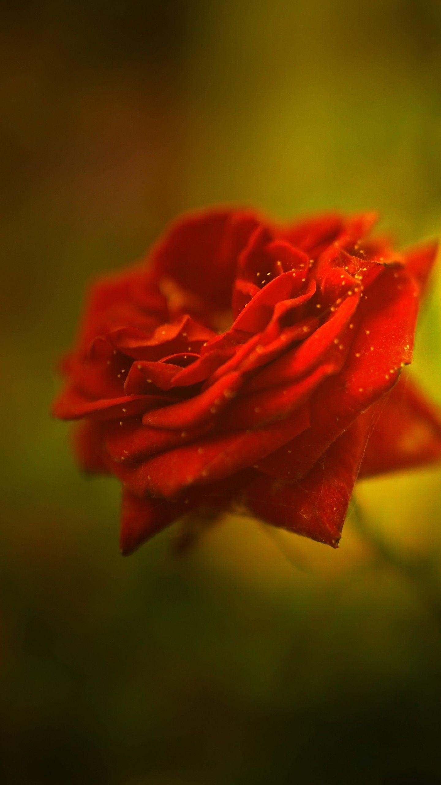 1440x2560 Wallpaper Red Rose, Beautiful, HD, 4K, Flowers,. Wallpaper for iPhone, Android, Mobile and Desktop