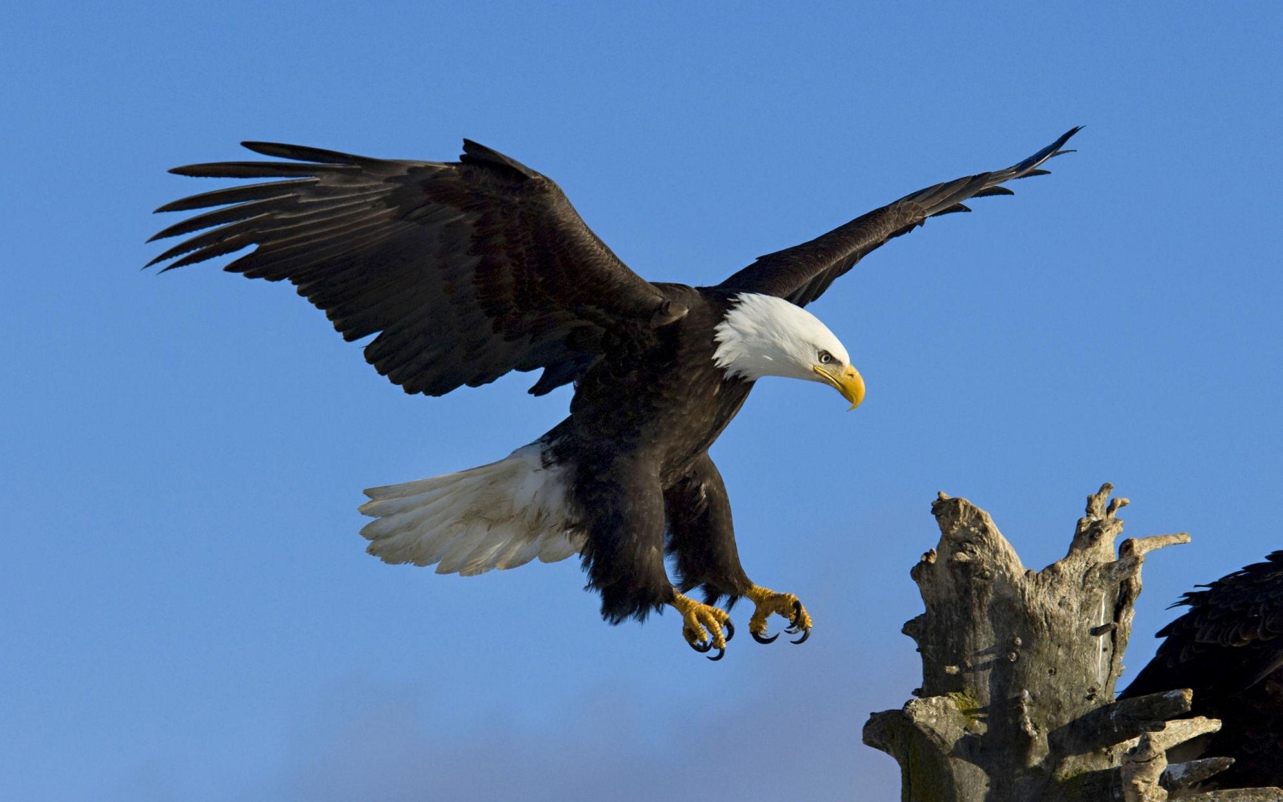 Sunset Eagle Wallpapers - Top Free Sunset Eagle Backgrounds ...