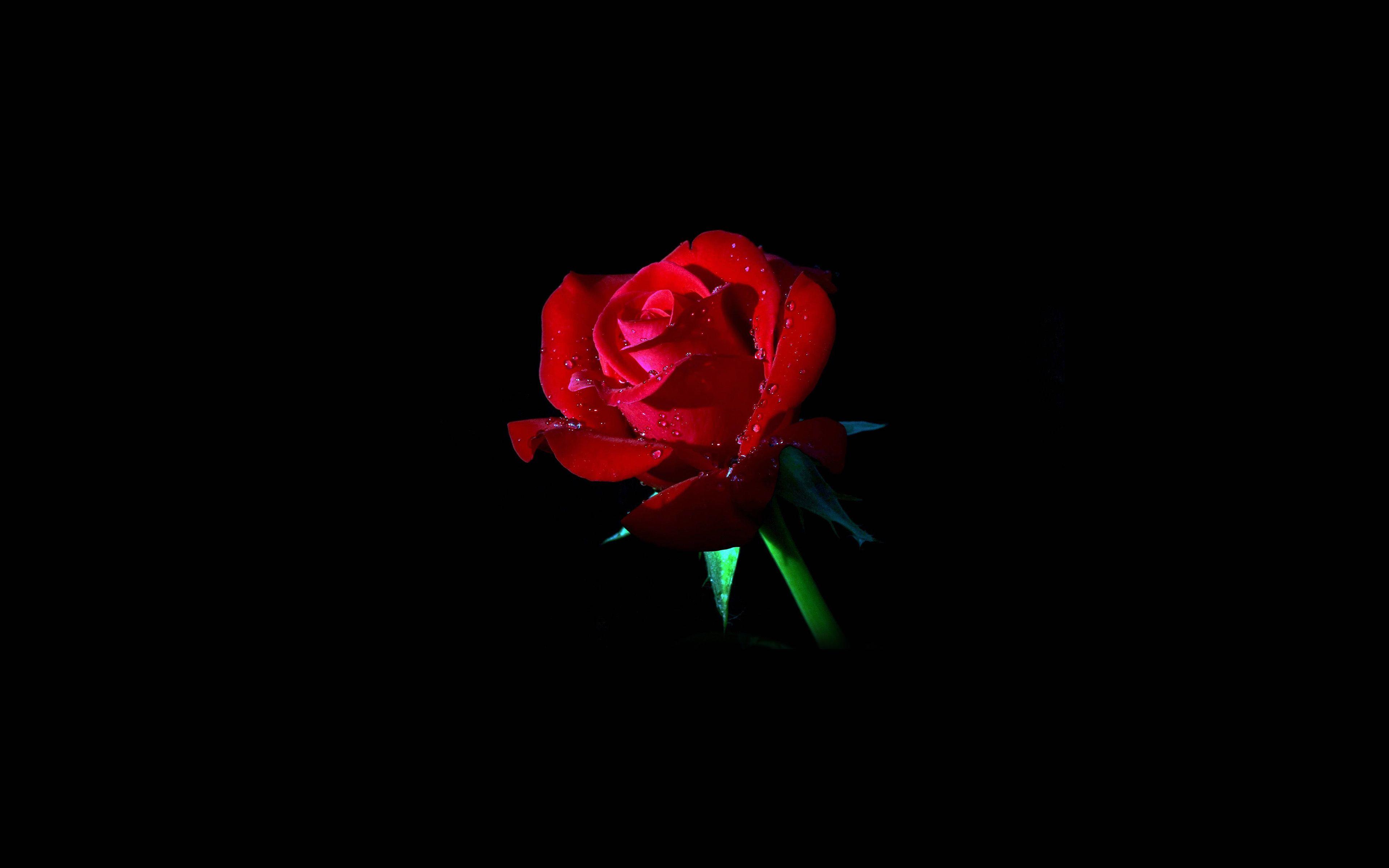 3840x2400 wallpaper for desktop, laptop. red rose dark flower nature
