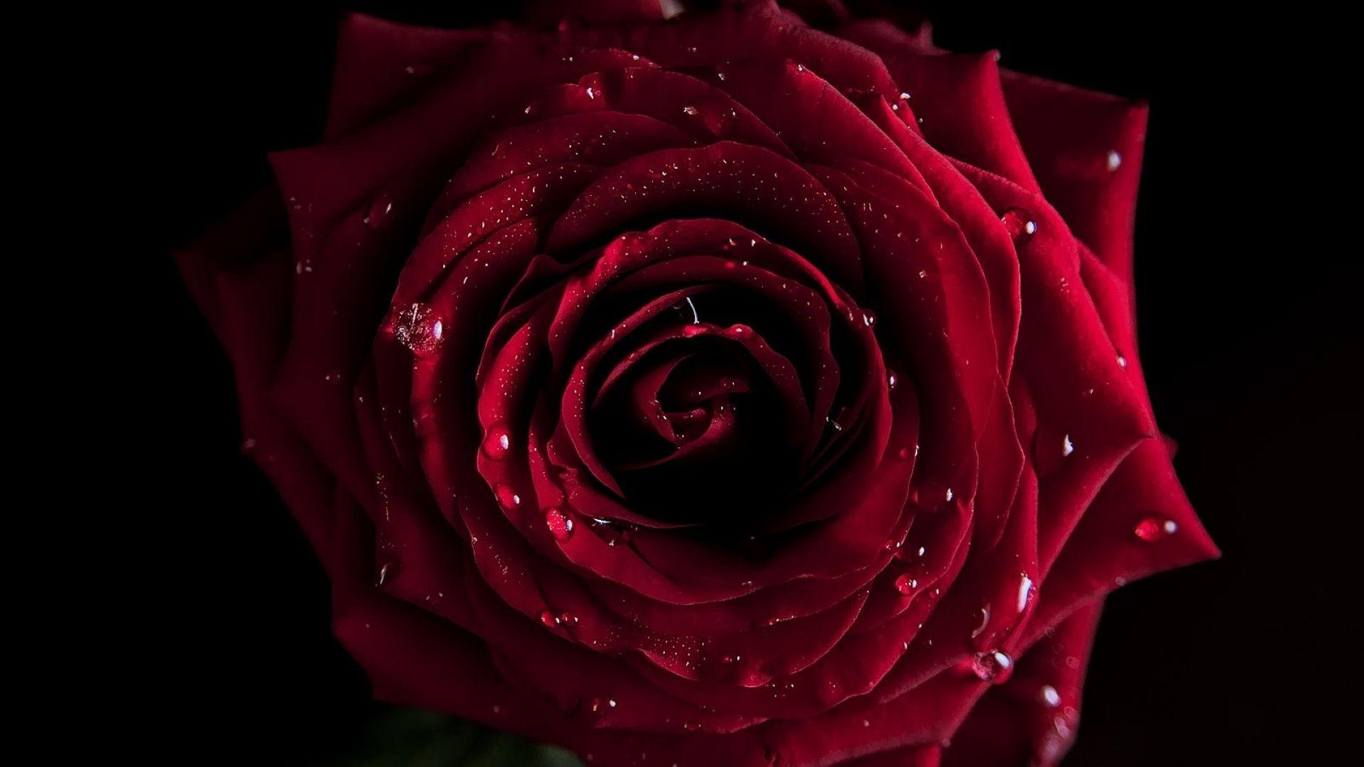 1920x1080 Red Roses Wallpaper HD A35 Desktop Wallpaperk HD