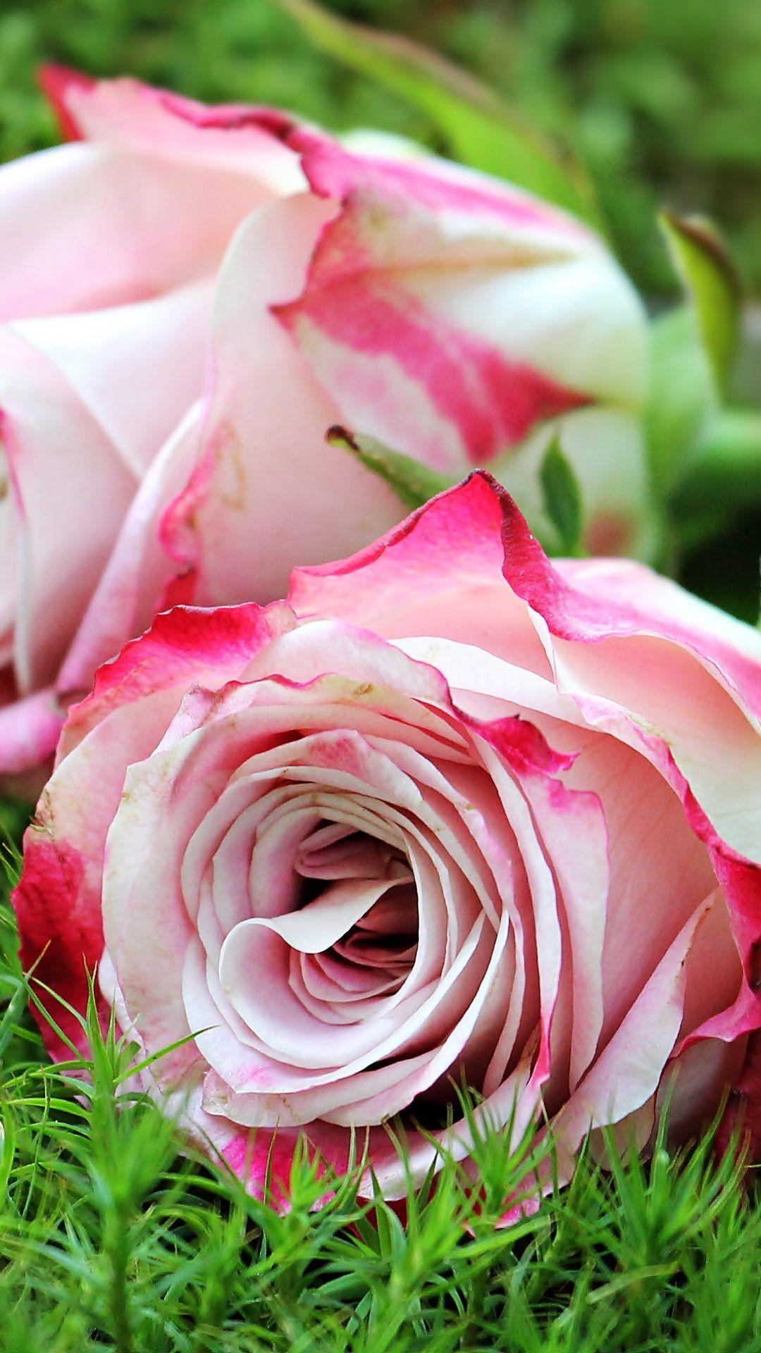 1080x1920 White and Red Rose 4K. HD Wallpaper Background