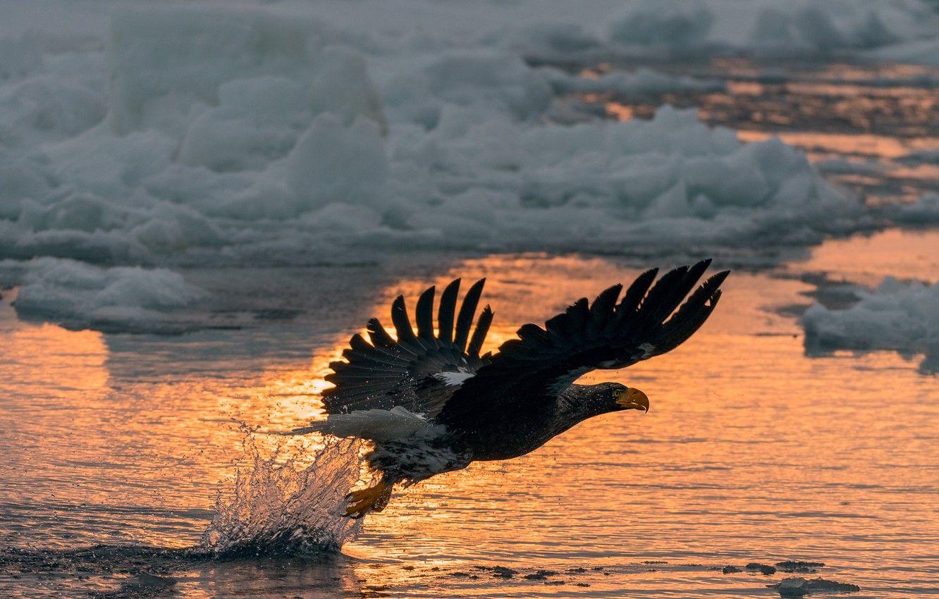 1332x850 Wallpaper winter, snow, flight, sunset, squirt, bird, eagle, ice, eagle, the rise, pond, predatory, flap, Steller's sea eagle image for desktop, section животные