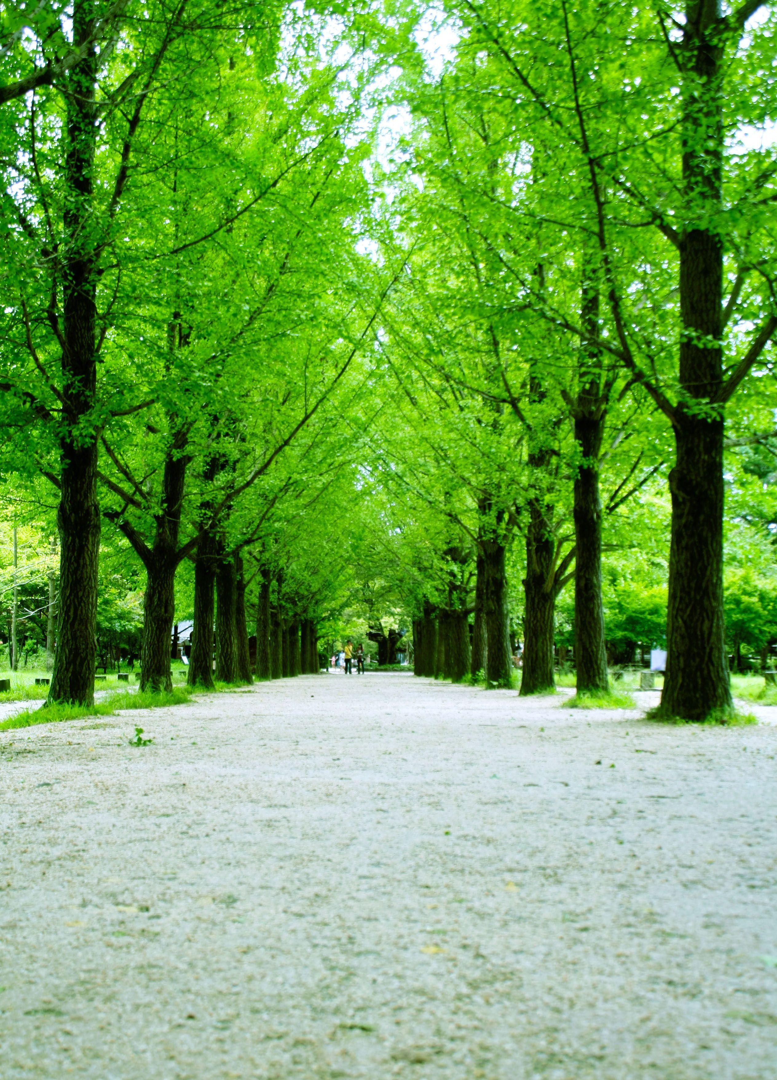 Nami Island Wallpaper HD