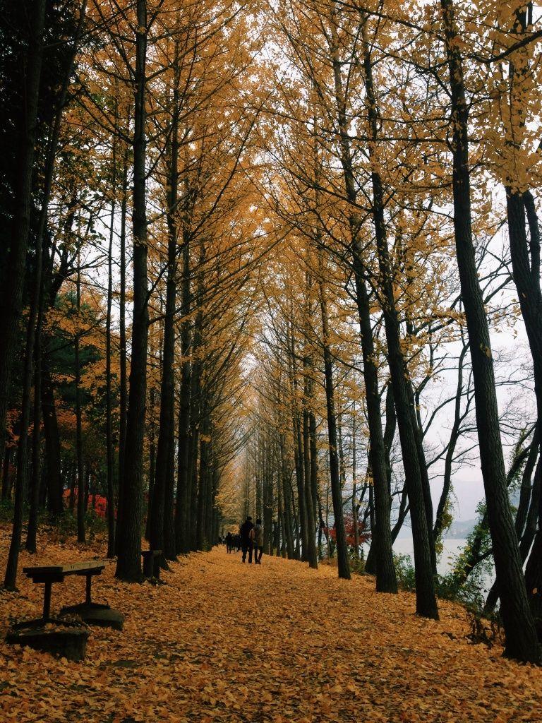 768x1024 Nami Island Korea wallpaper