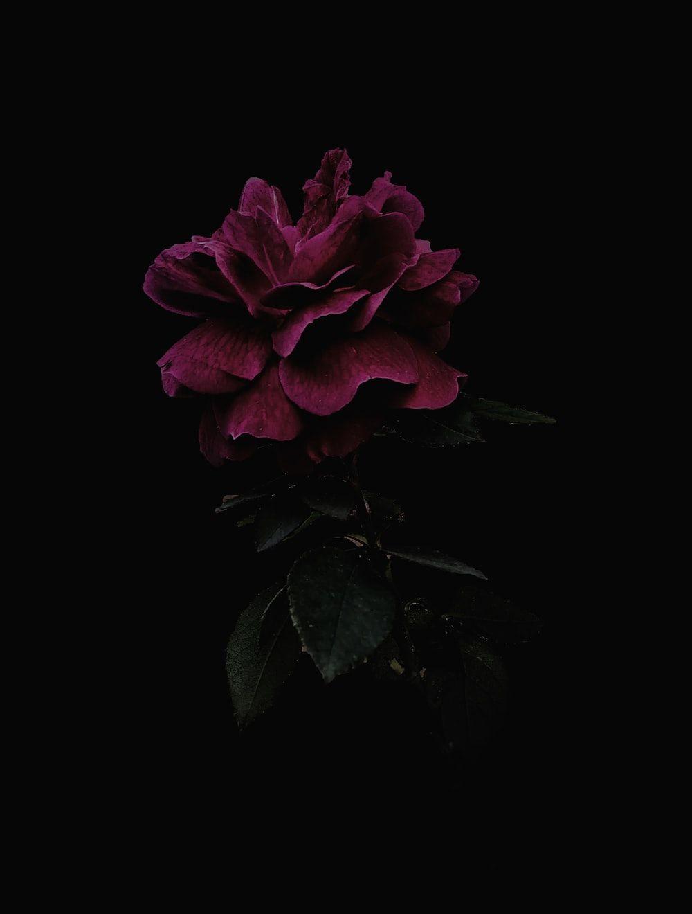 1000x1320 pink rose in bloom close up photo photo